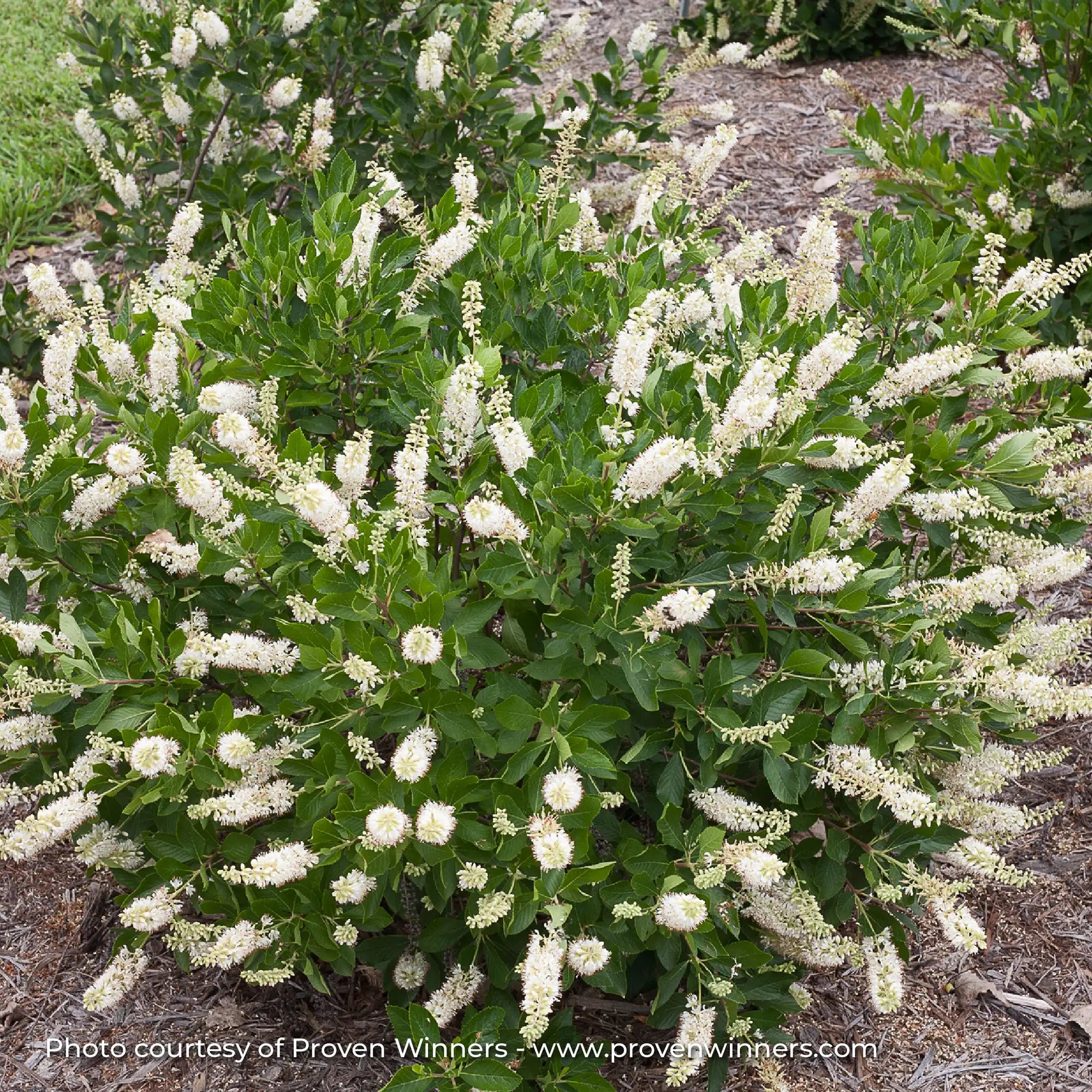 Summersweet 'Vanilla Spice®'