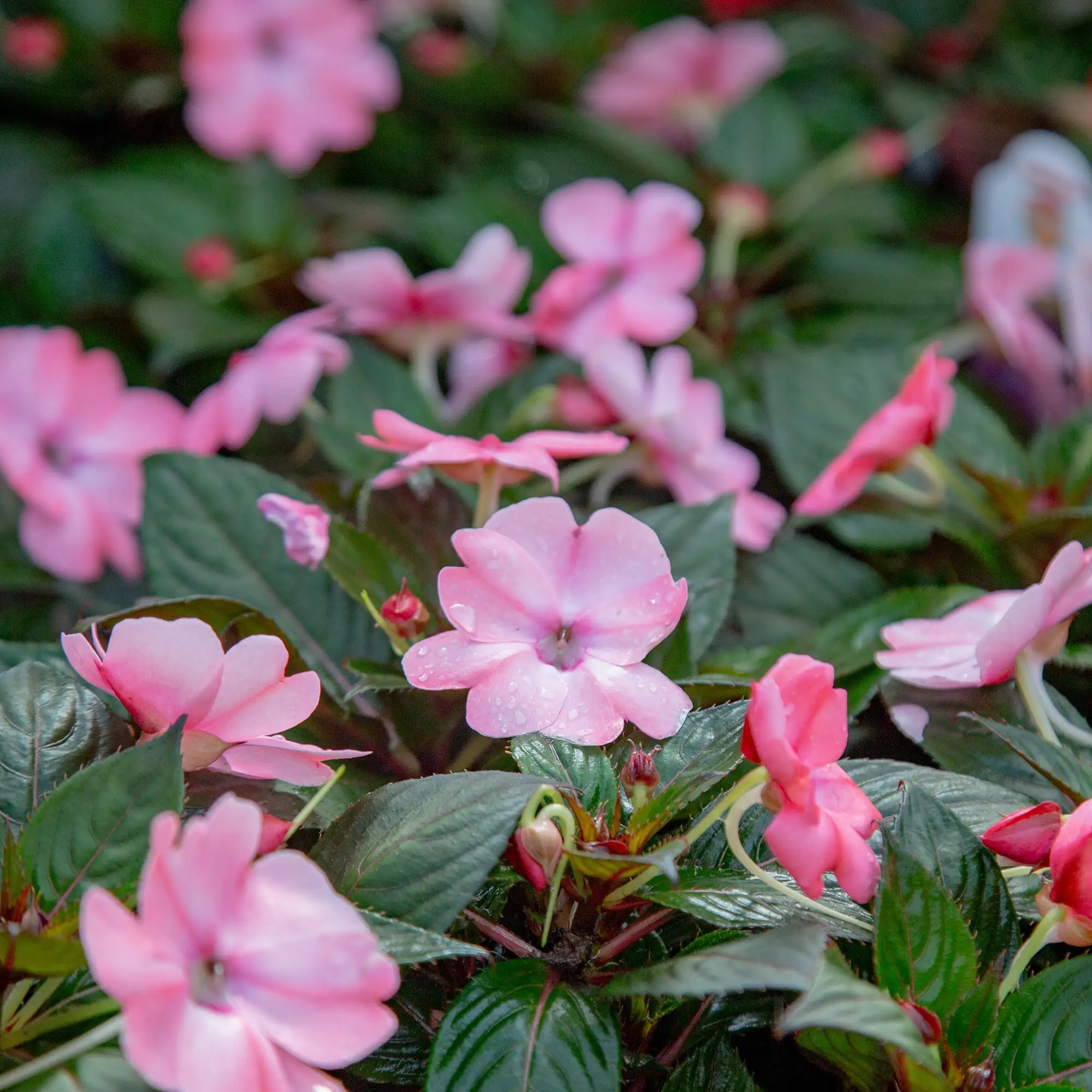 Close-up of Light Pink Sunpatien.