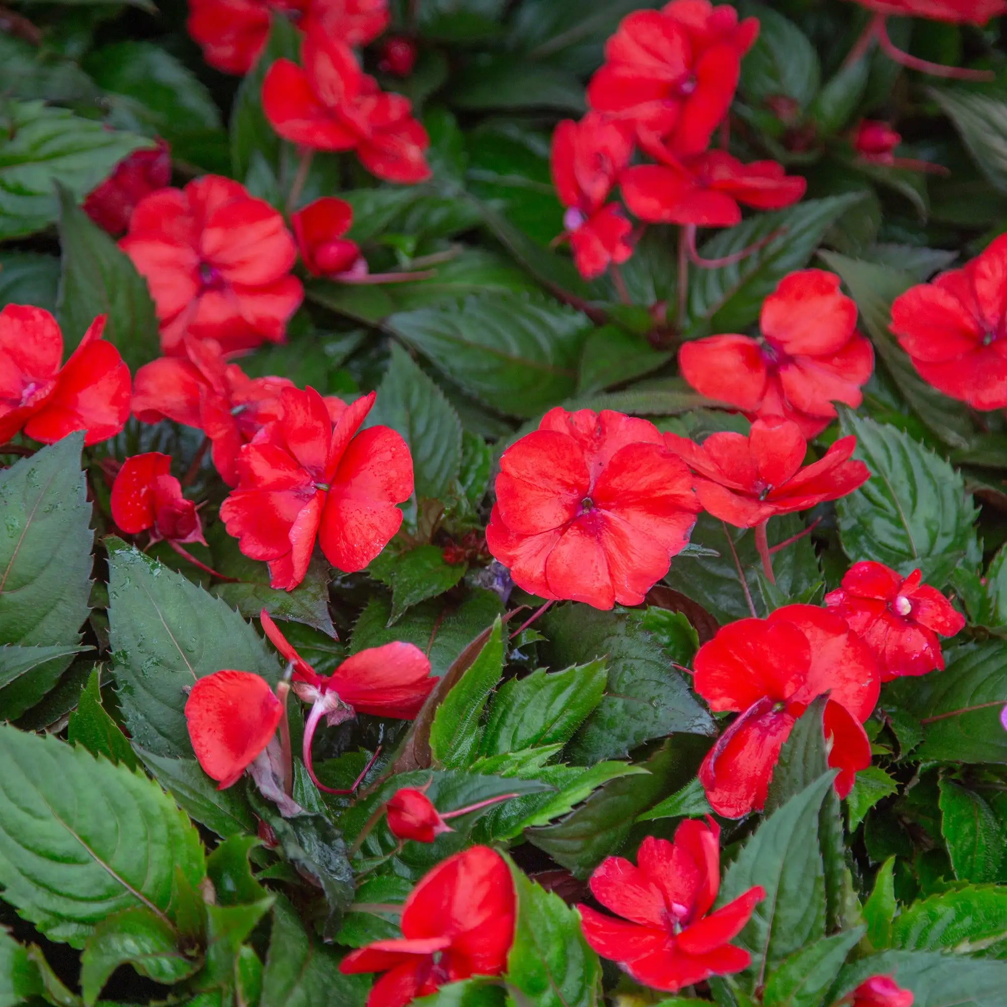 Close-up of multiple bright red sunpatien flowers.