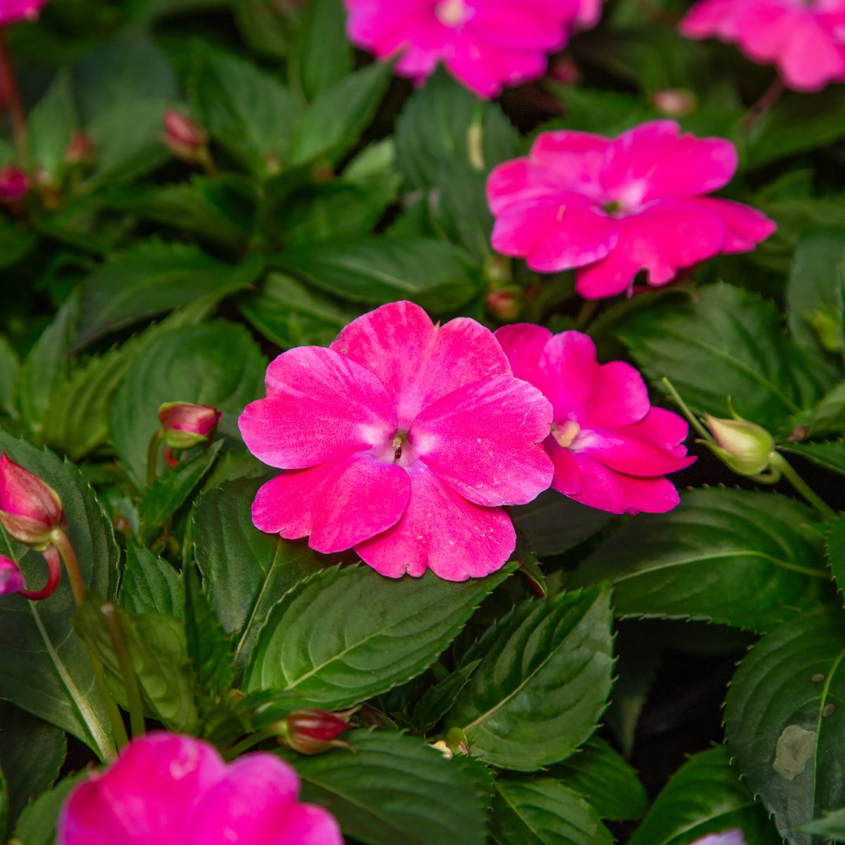 Close-up of Hot Pink SunPatien with green foilage in a greenhouse setting.