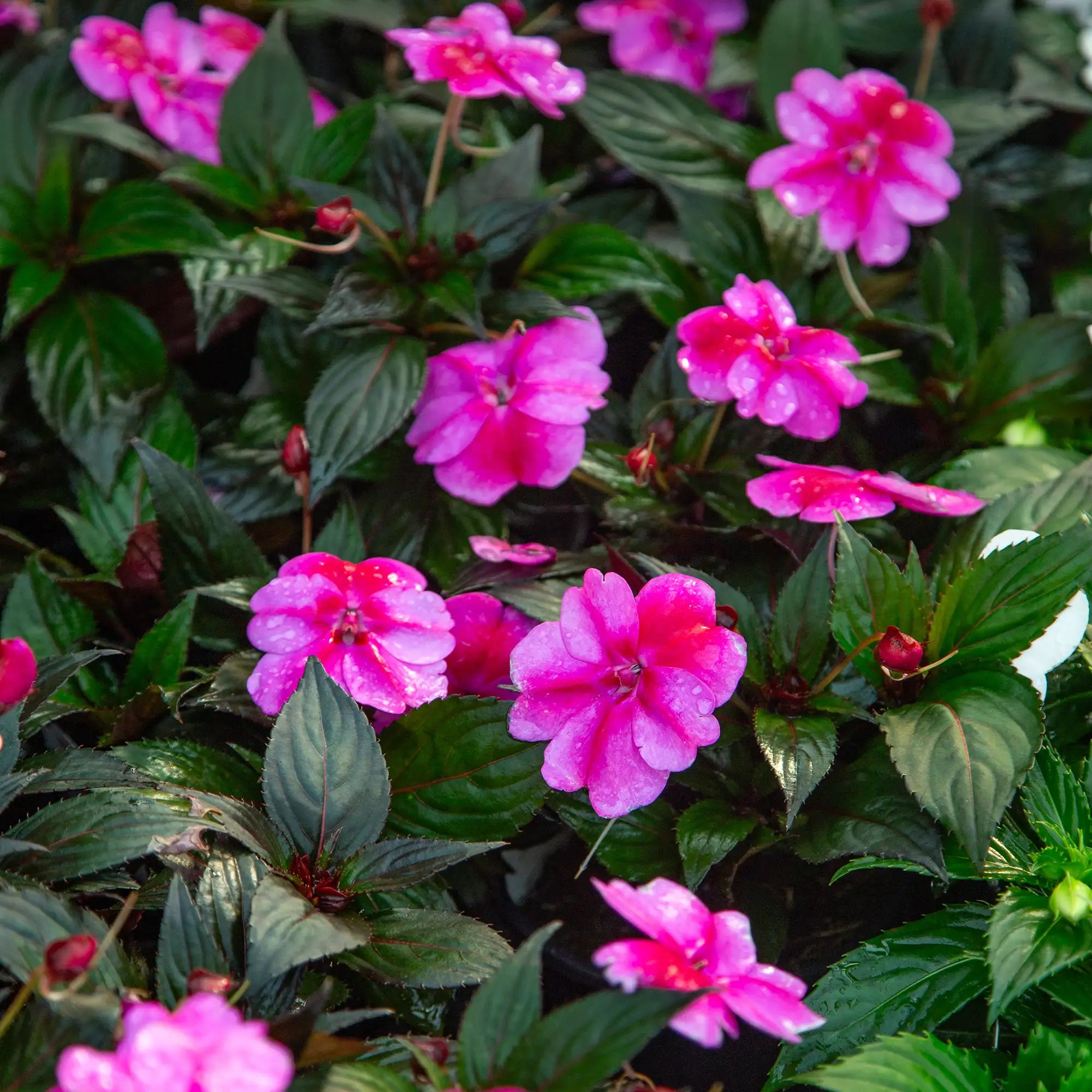 Close-up of pink SunPatien with Dark Pink stripes on flower pedal.