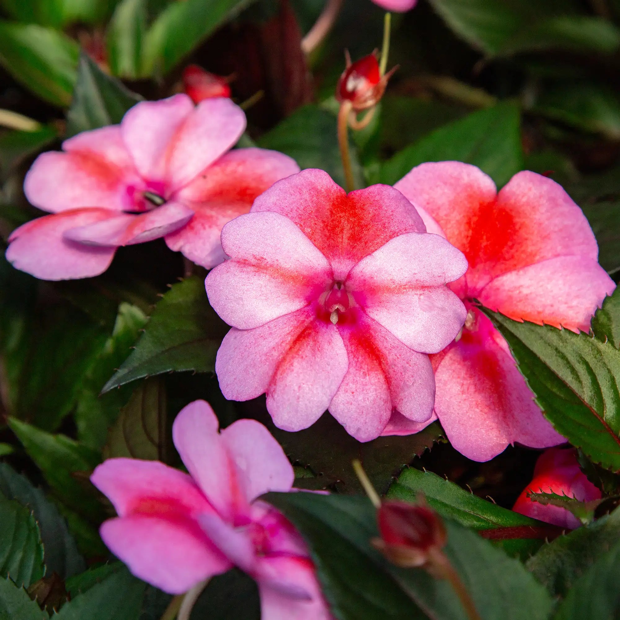Close-up of Pinkish Purple SunPatien with Red stripes in middle of flower pedals.