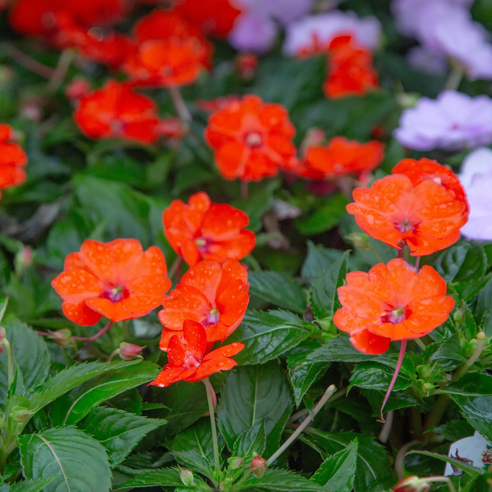 Impatiens 'SunPatiens® Compact Electric Orange'