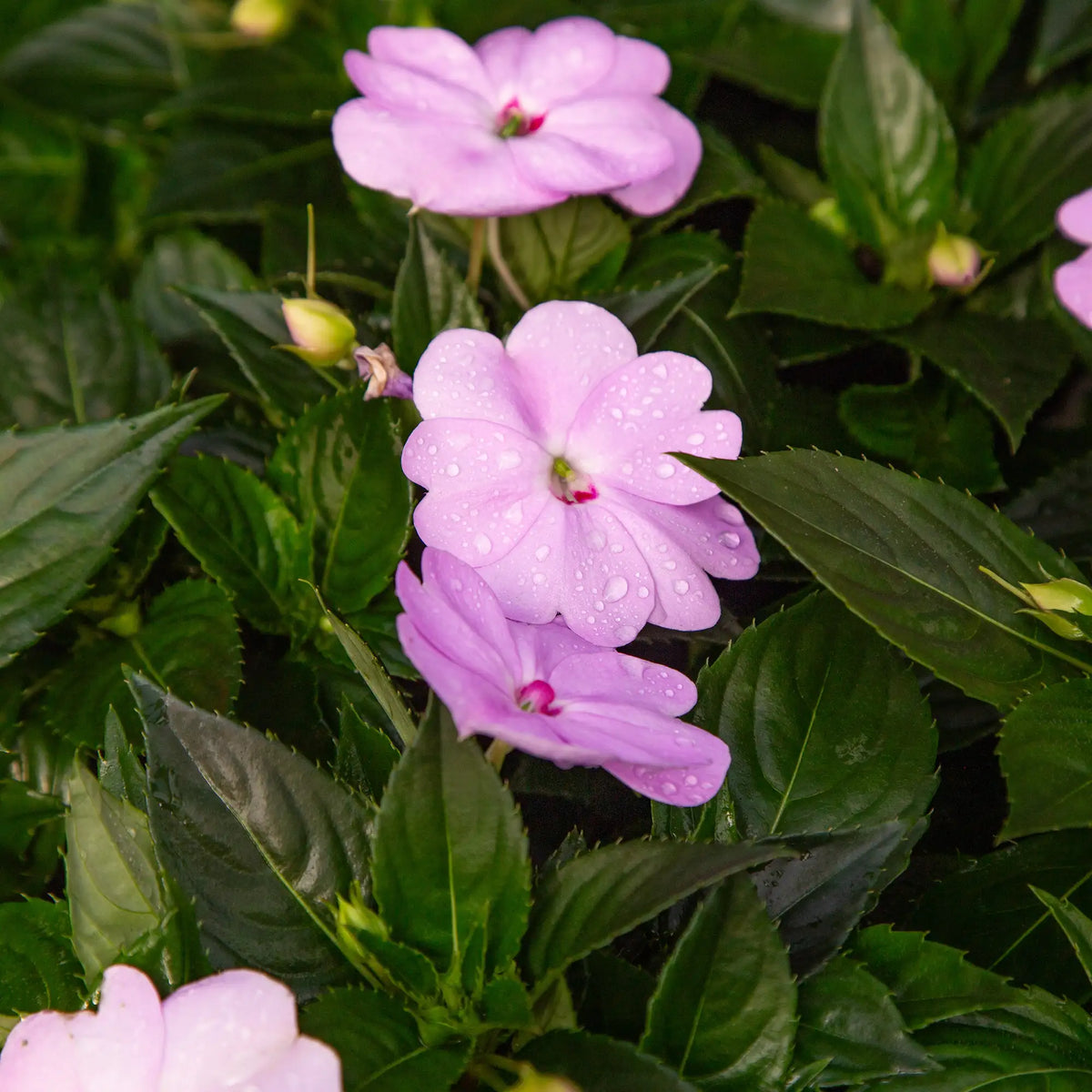 Pink impatiens flowers with water droplets surrounded by lush green leaves.