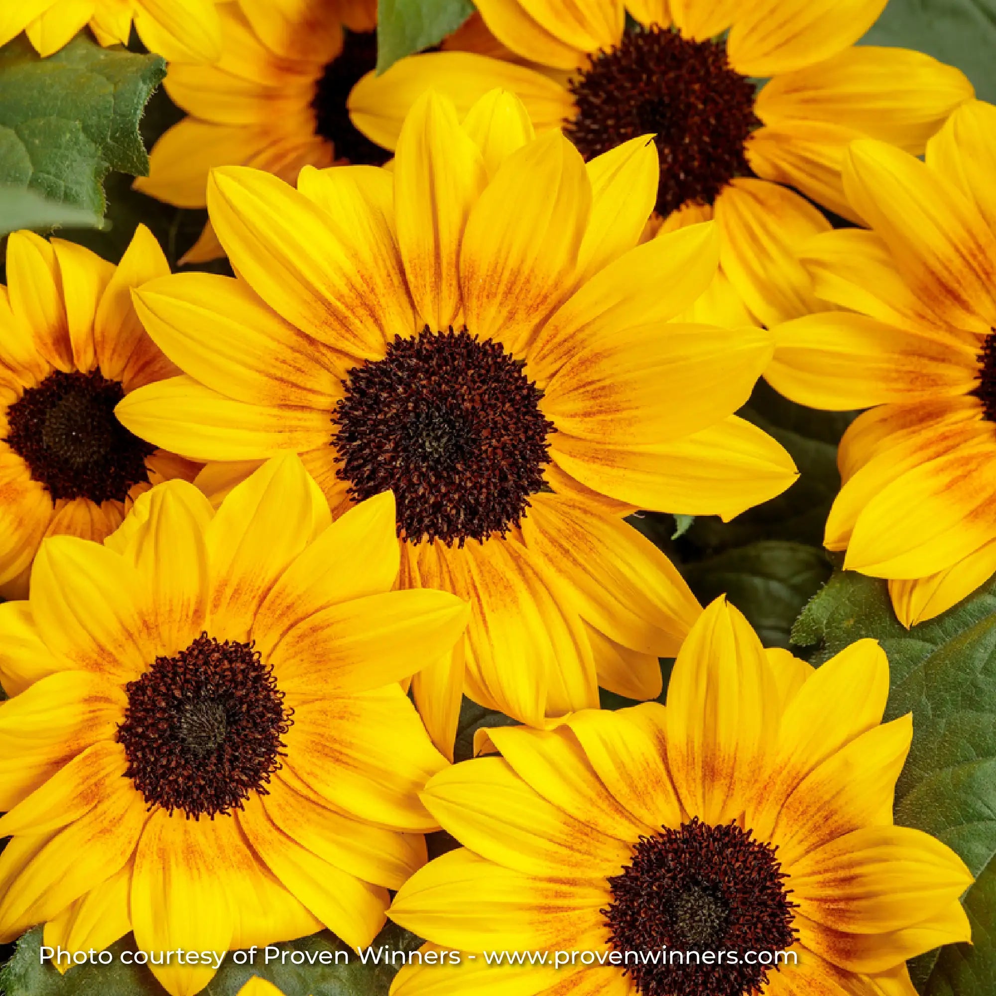 Sunflower 'Suncredible® Yellow'