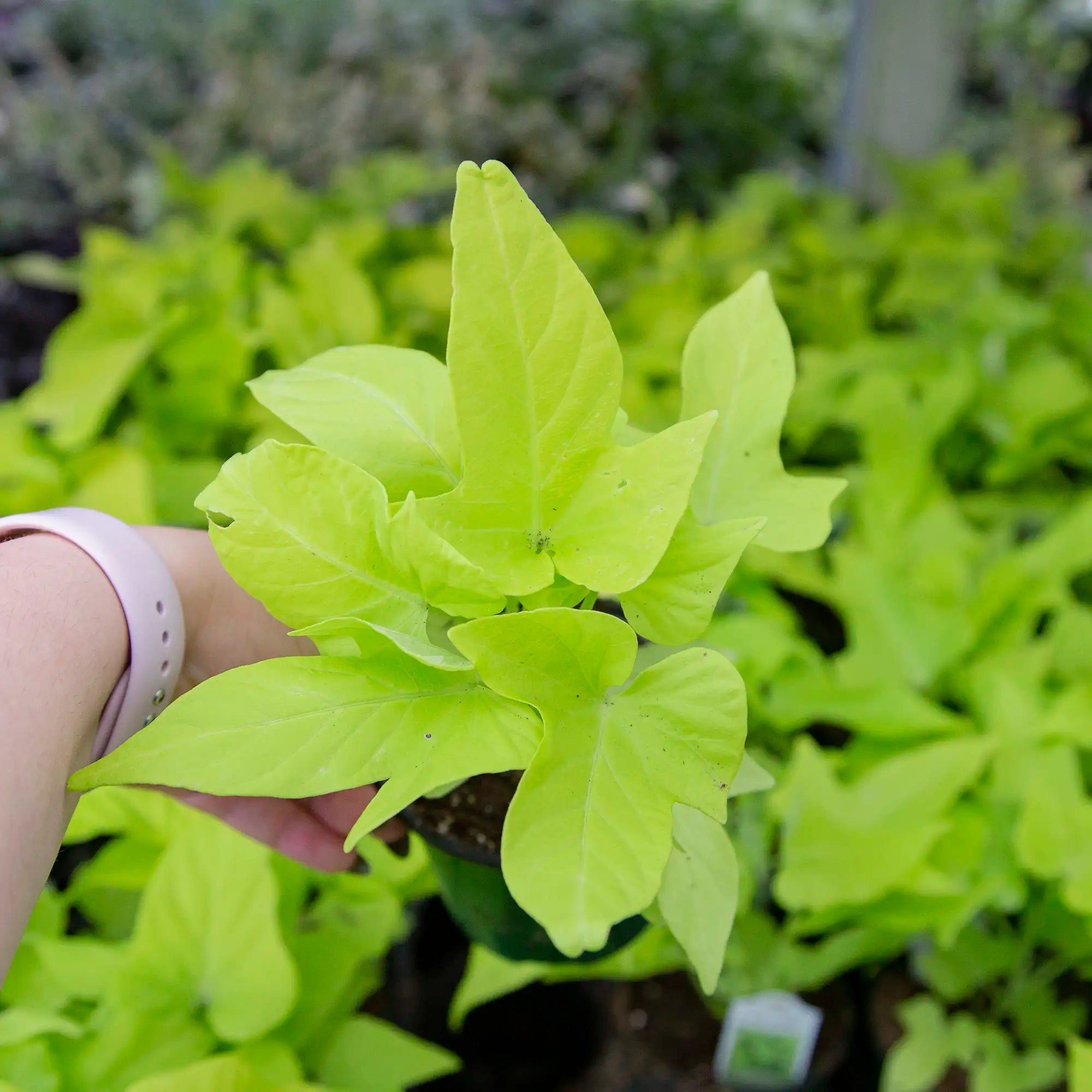 Sweet Potato Vine 'Marguerite'