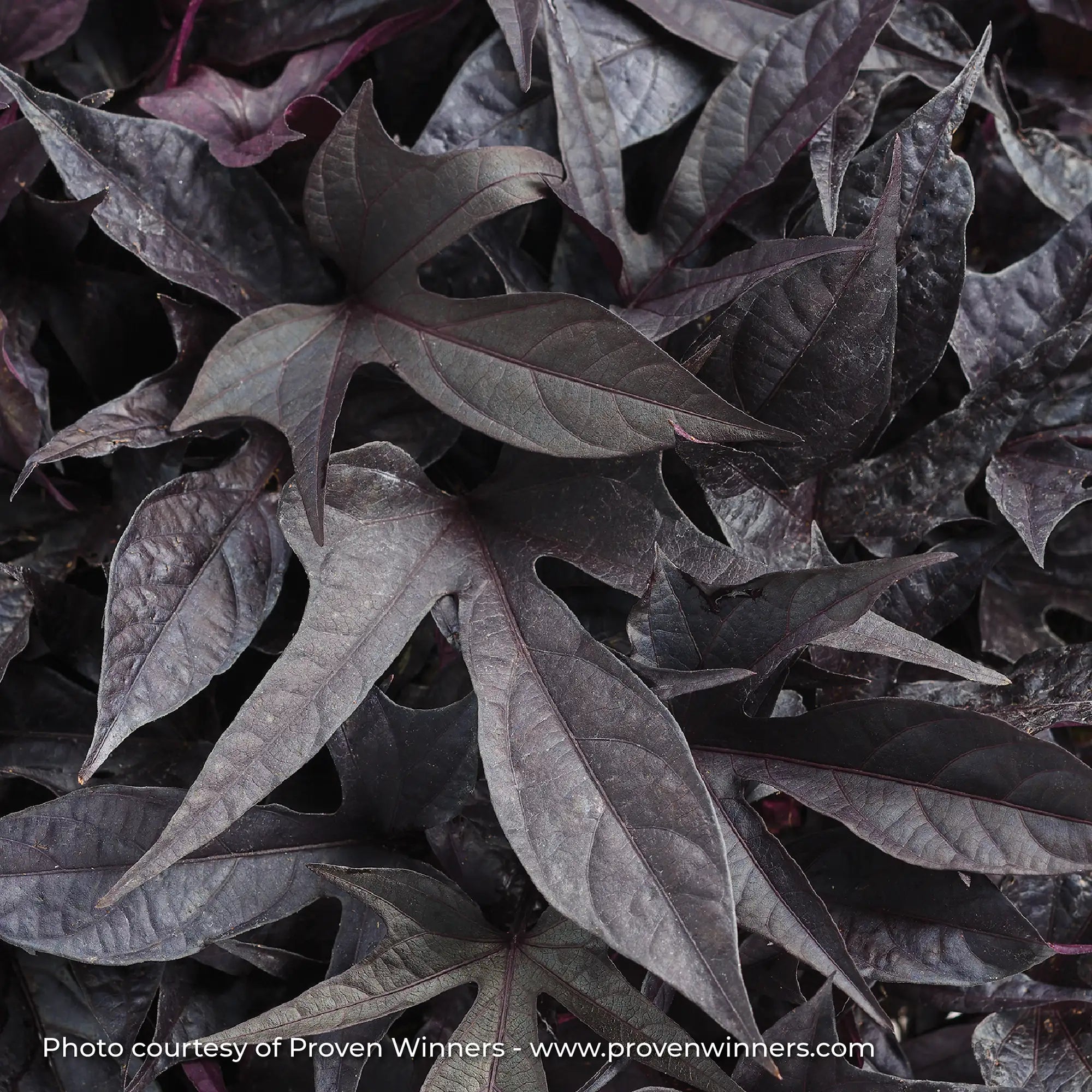 Sweet Potato Vine 'Sweet Caroline Raven™'