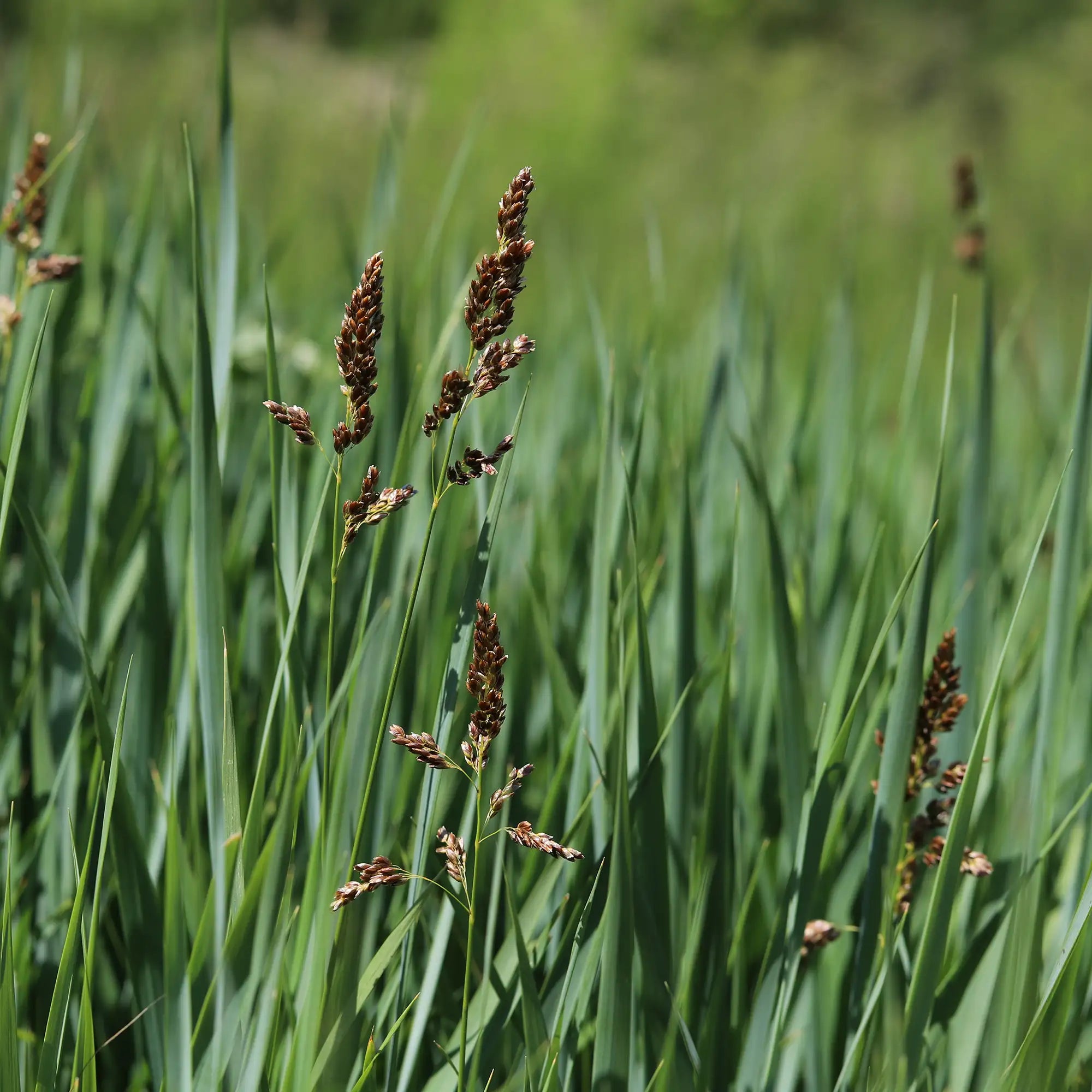 Sweet Grass with brown seedheads in a field