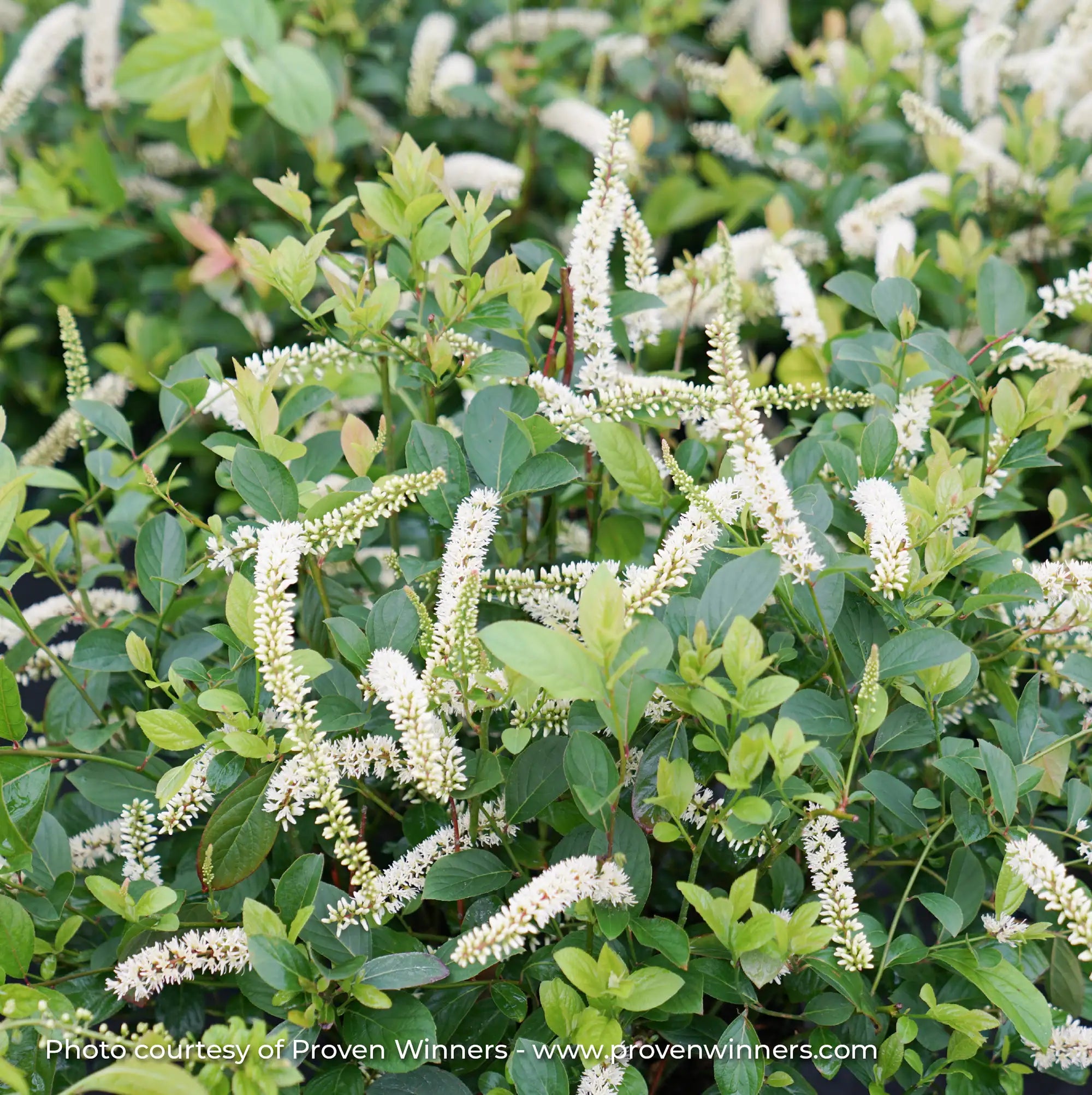 Sweetspire 'Scentlandia®'