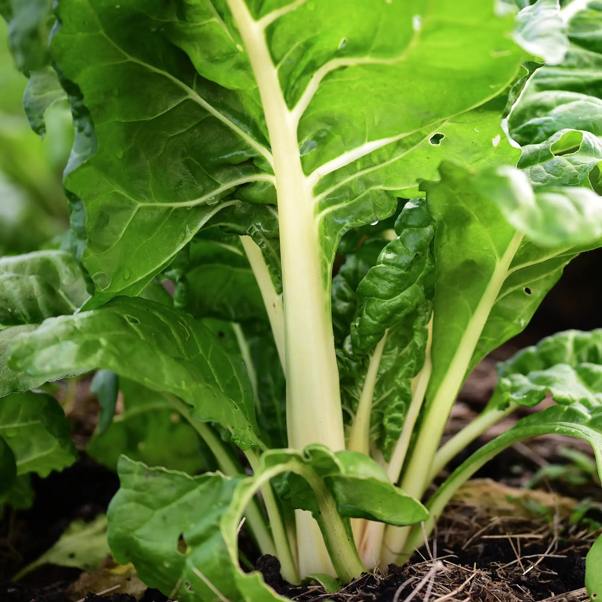 Swiss Chard 'Fordhook Giant'