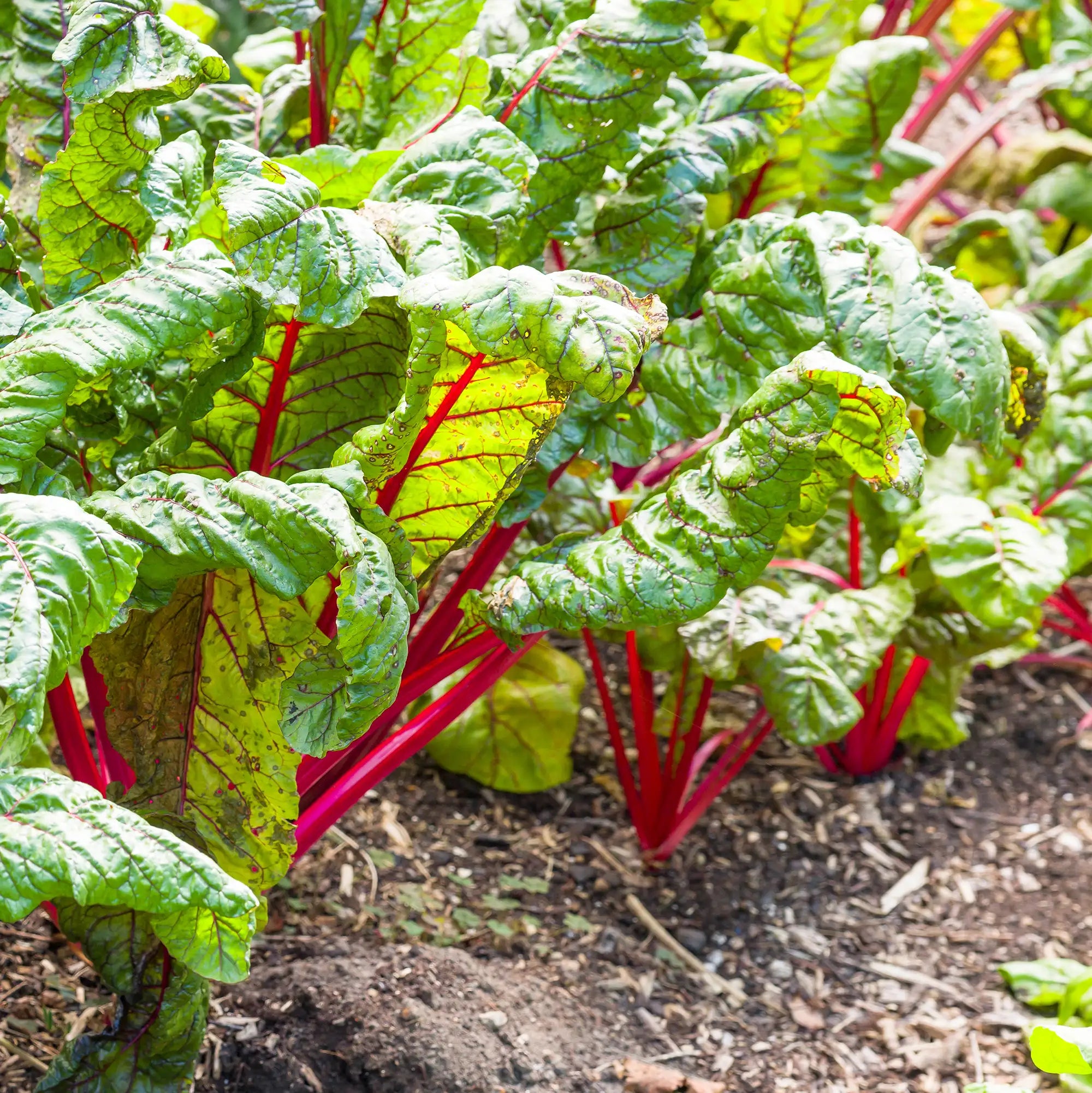 Swiss Chard 'Rhubarb'