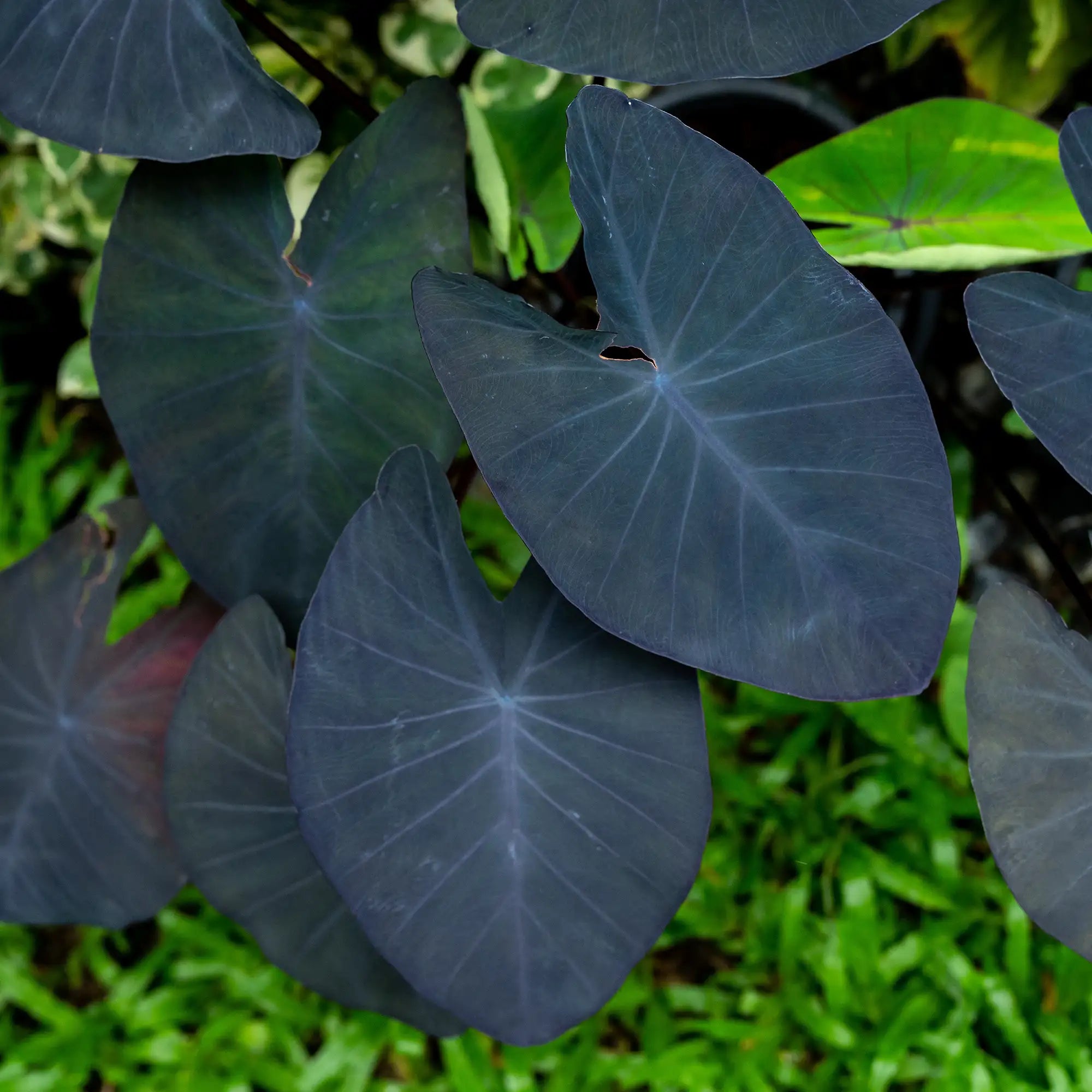 Black Magic Taro showing its dark foliage
