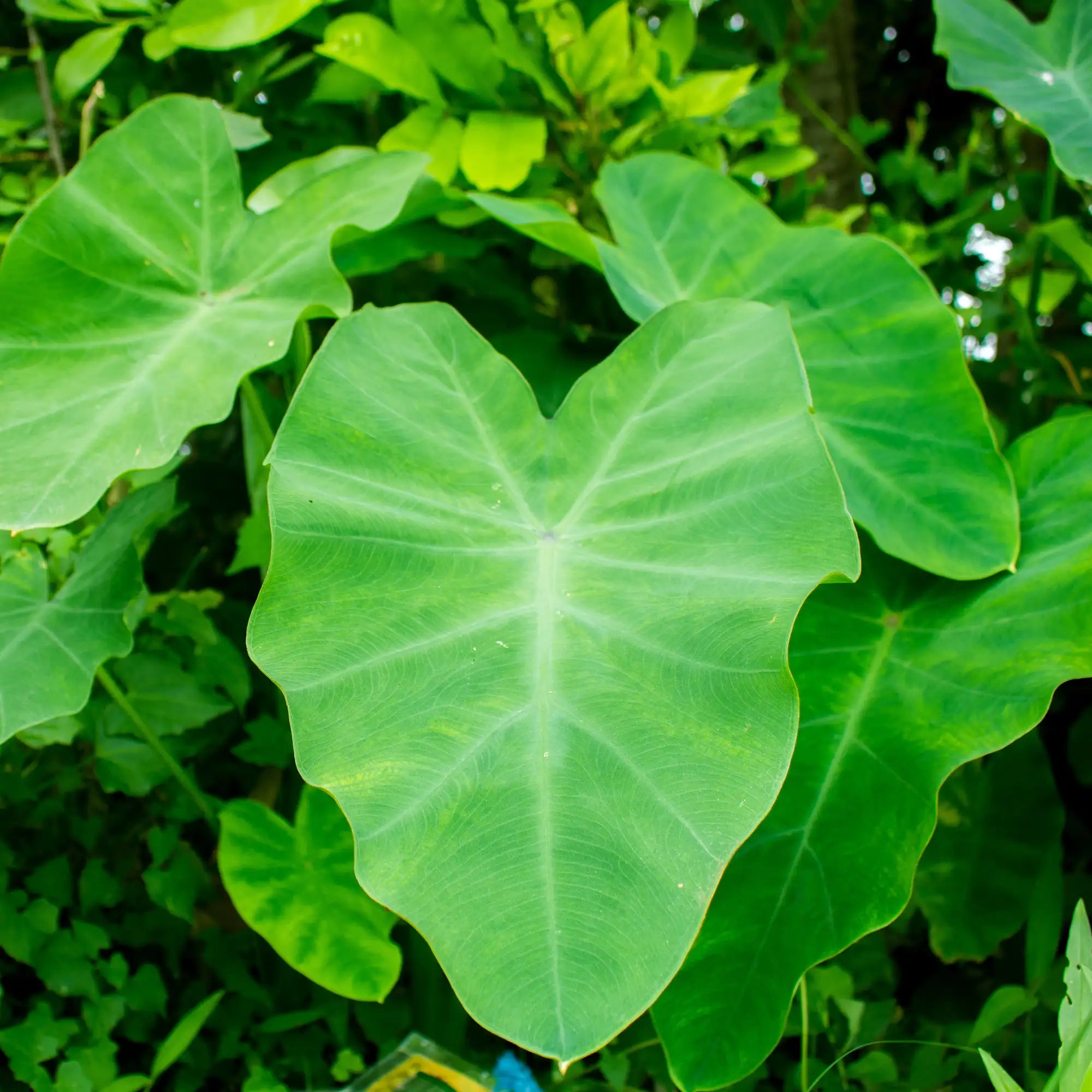 Green Taro Colocasia esculenta large green leaves