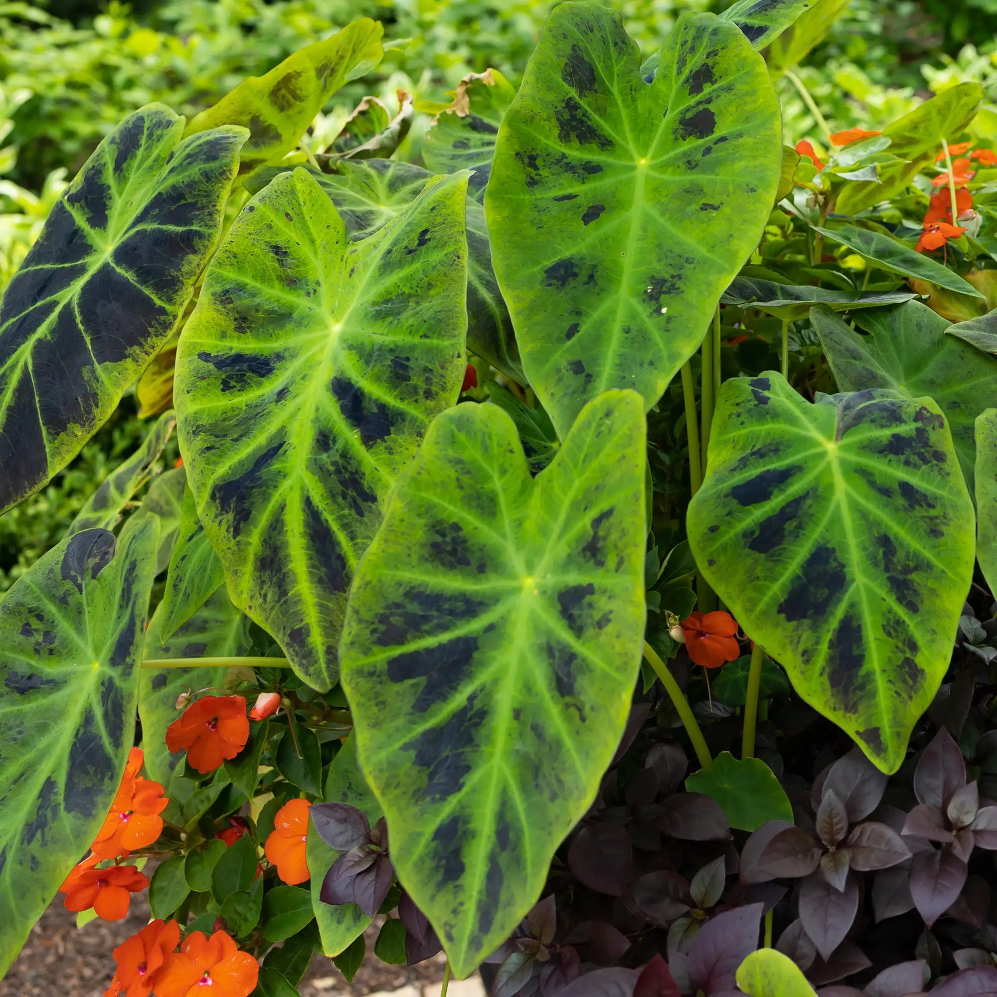Imperial Colocasia with green leaves and black patches