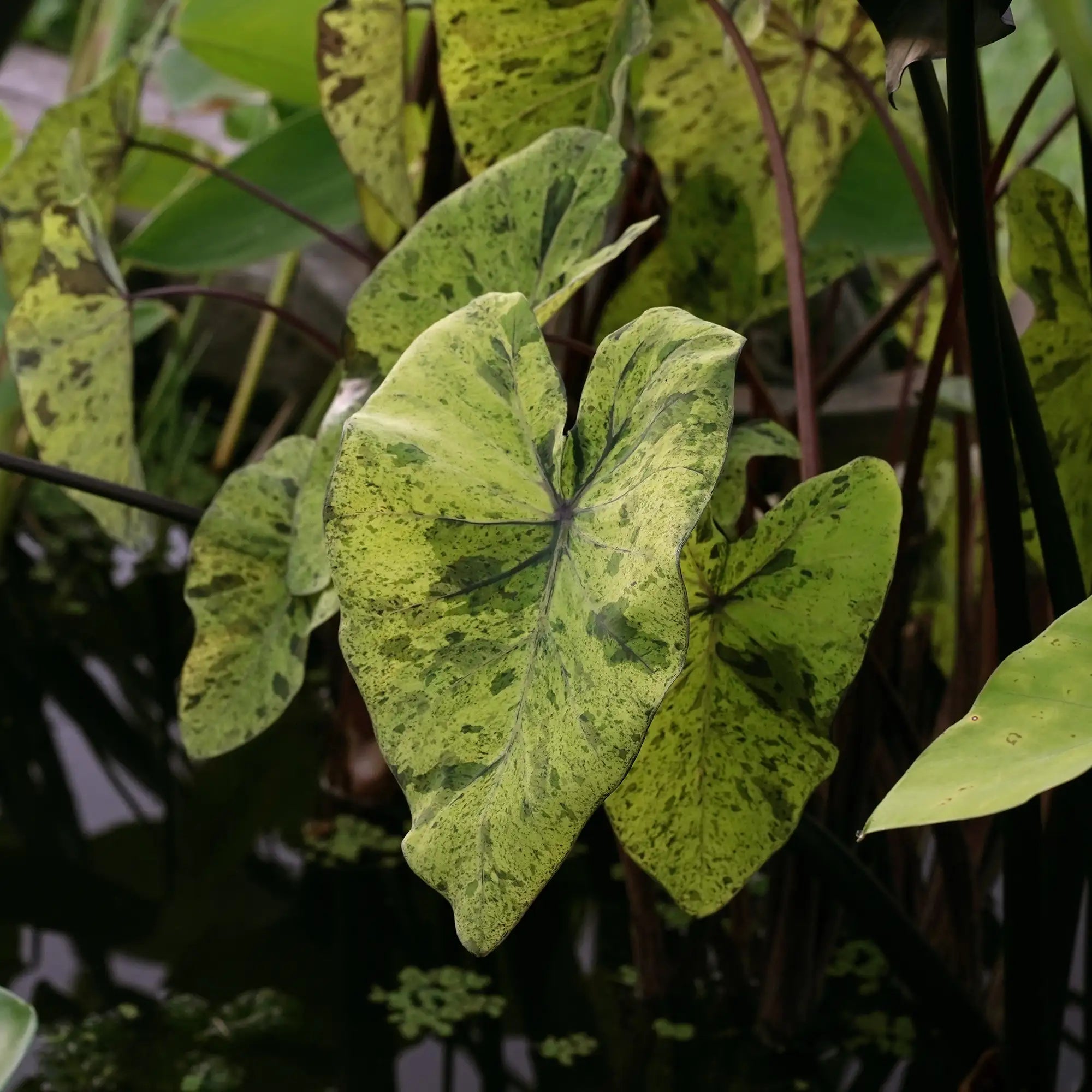 Mojito Colocasia with green leaves speckled with black and dark stems