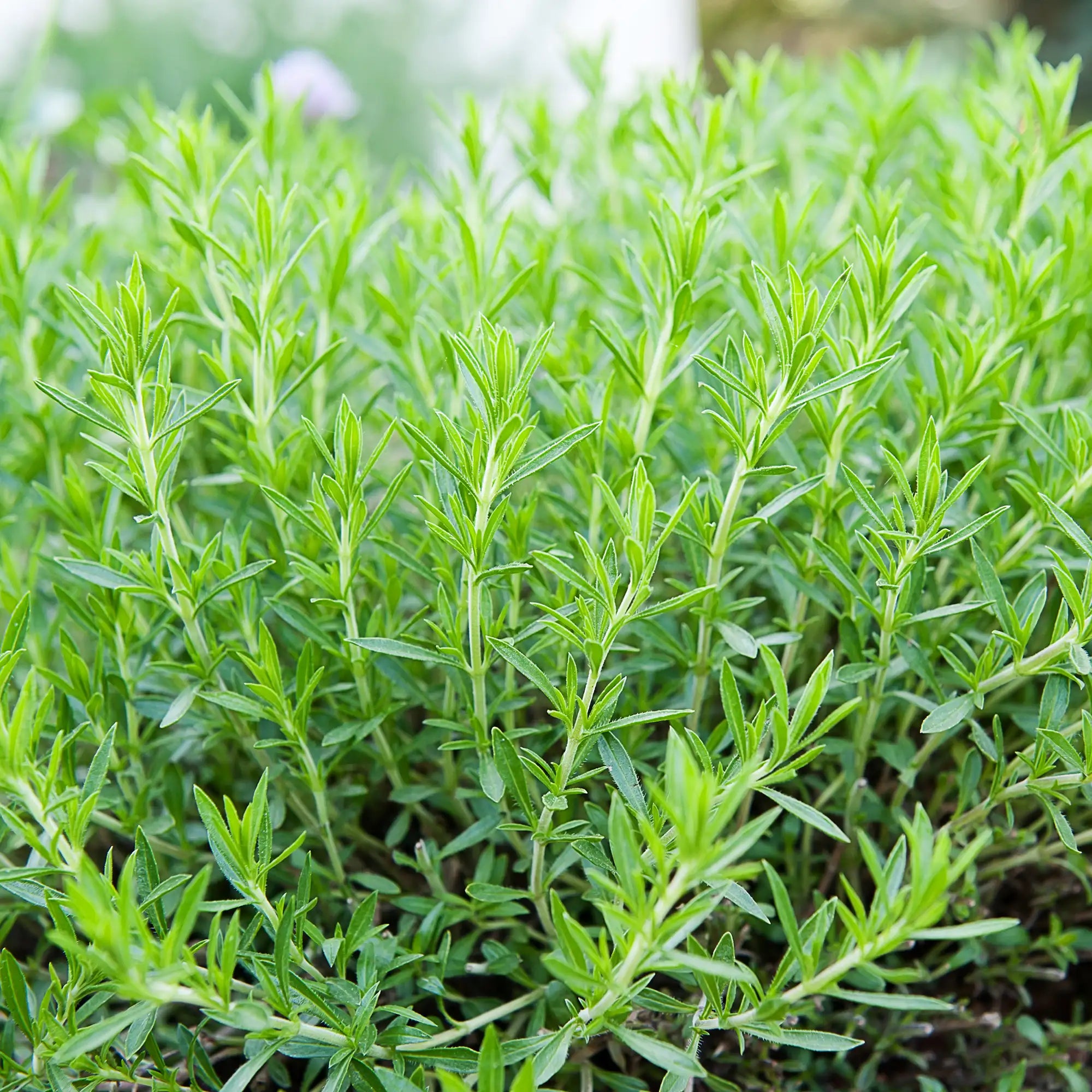 Russian Tarragon green leaves on a plant