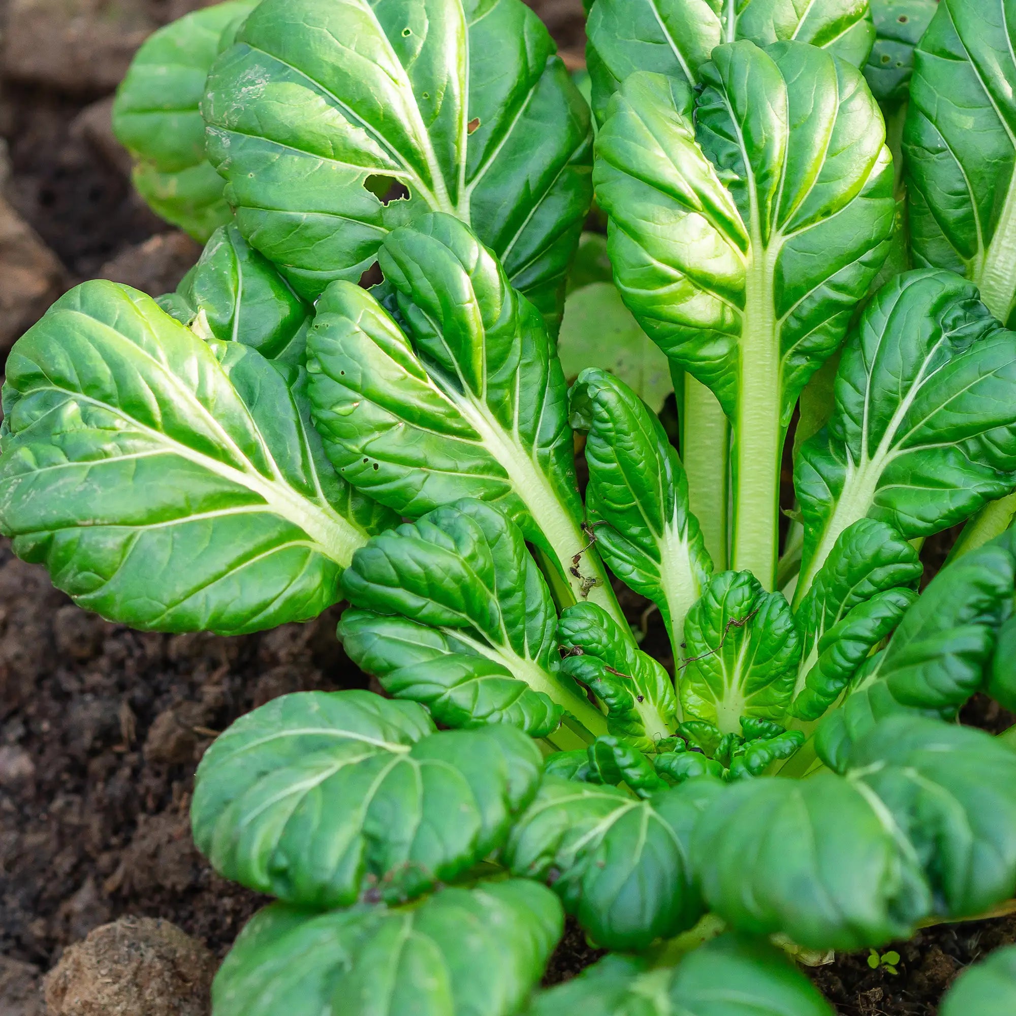Tatsoi 'Koji'