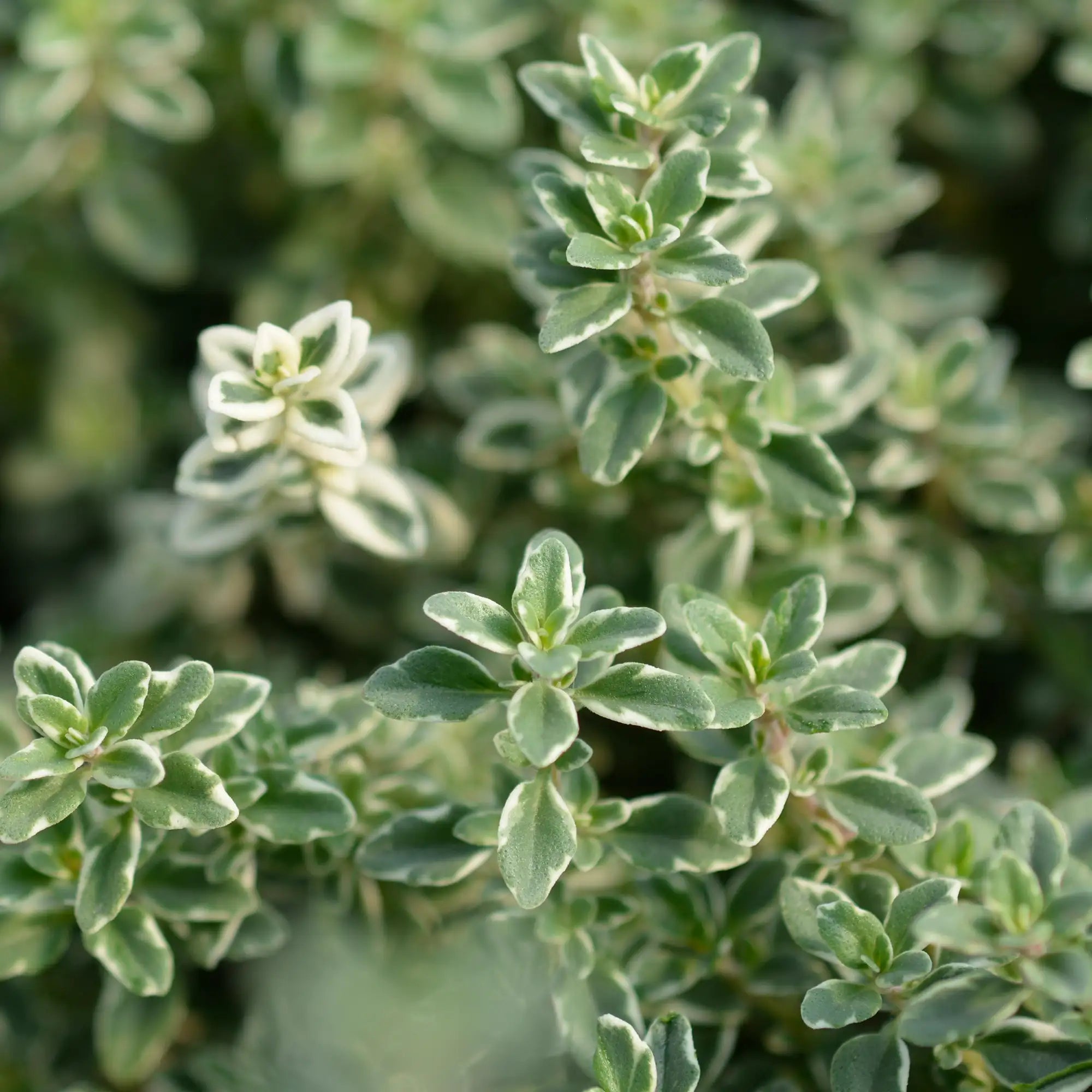 Close-up of a silver queen thyme with a blurred natural background
