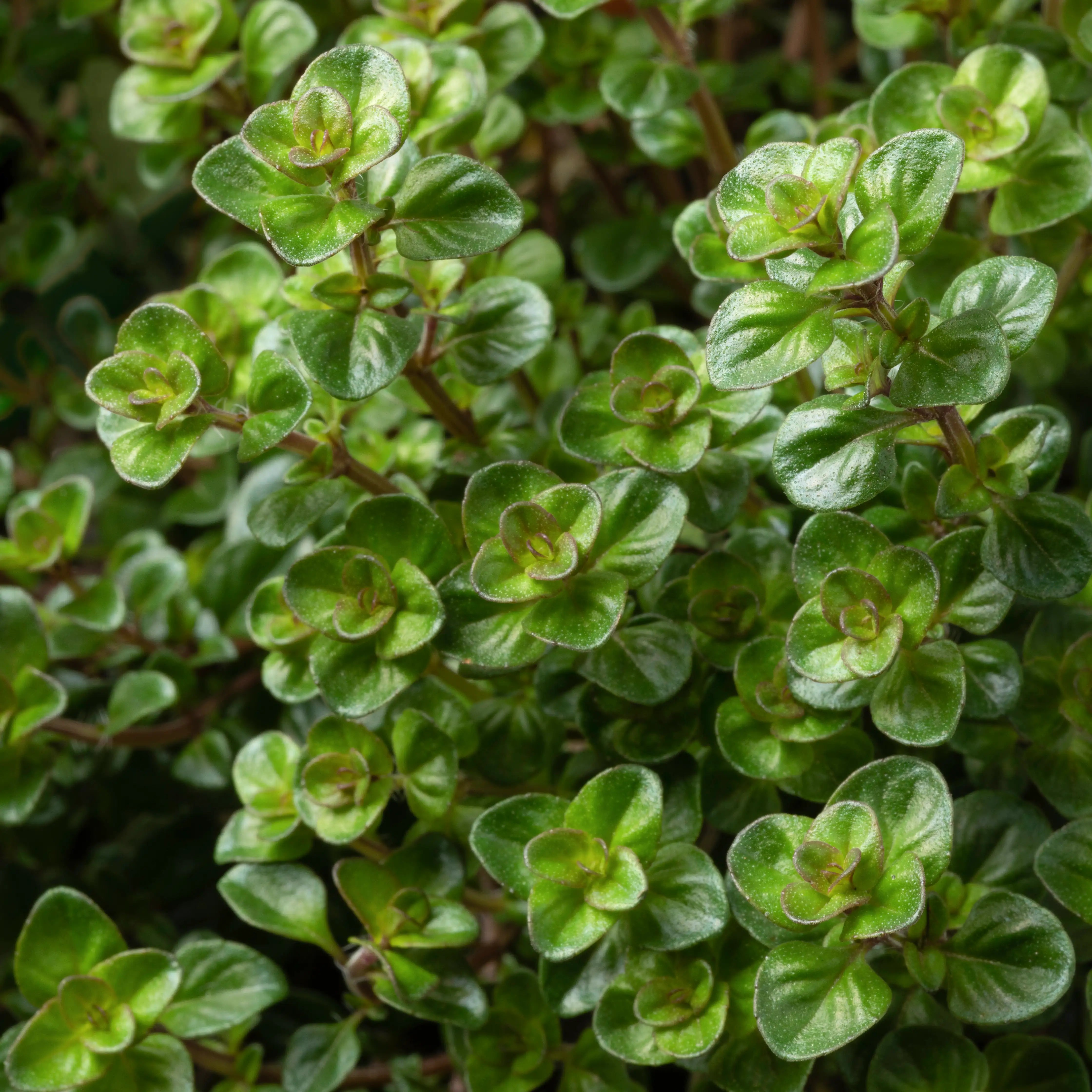 Close-up of a green tabor thyme with small leaves