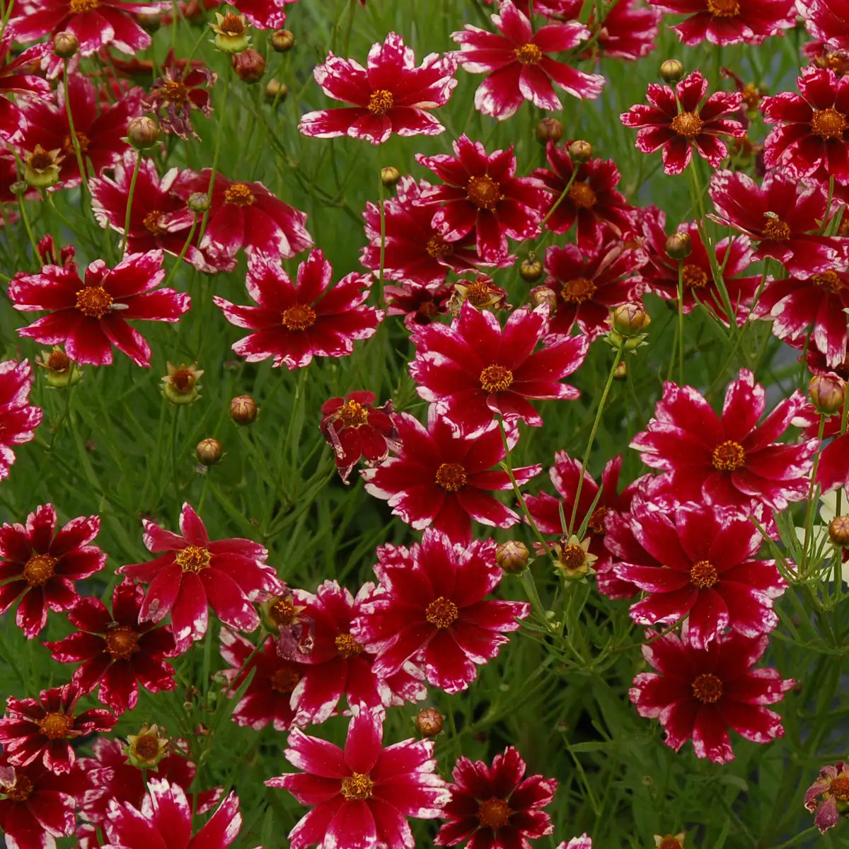 Tickseed Hardy Jewel™ 'Ruby Frost'