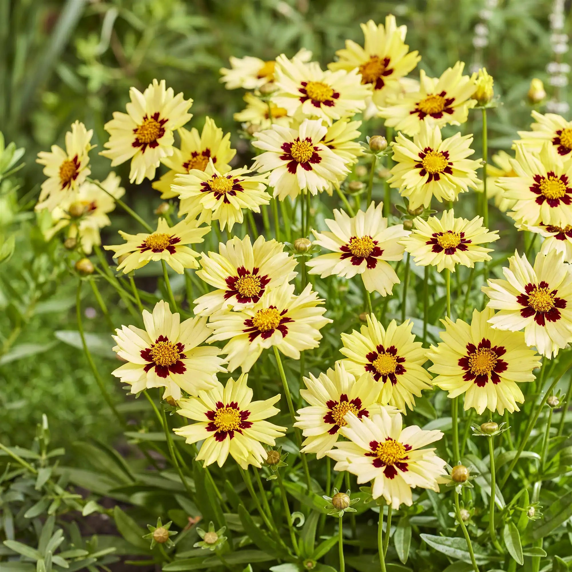 Tickseed 'Solar Moon'