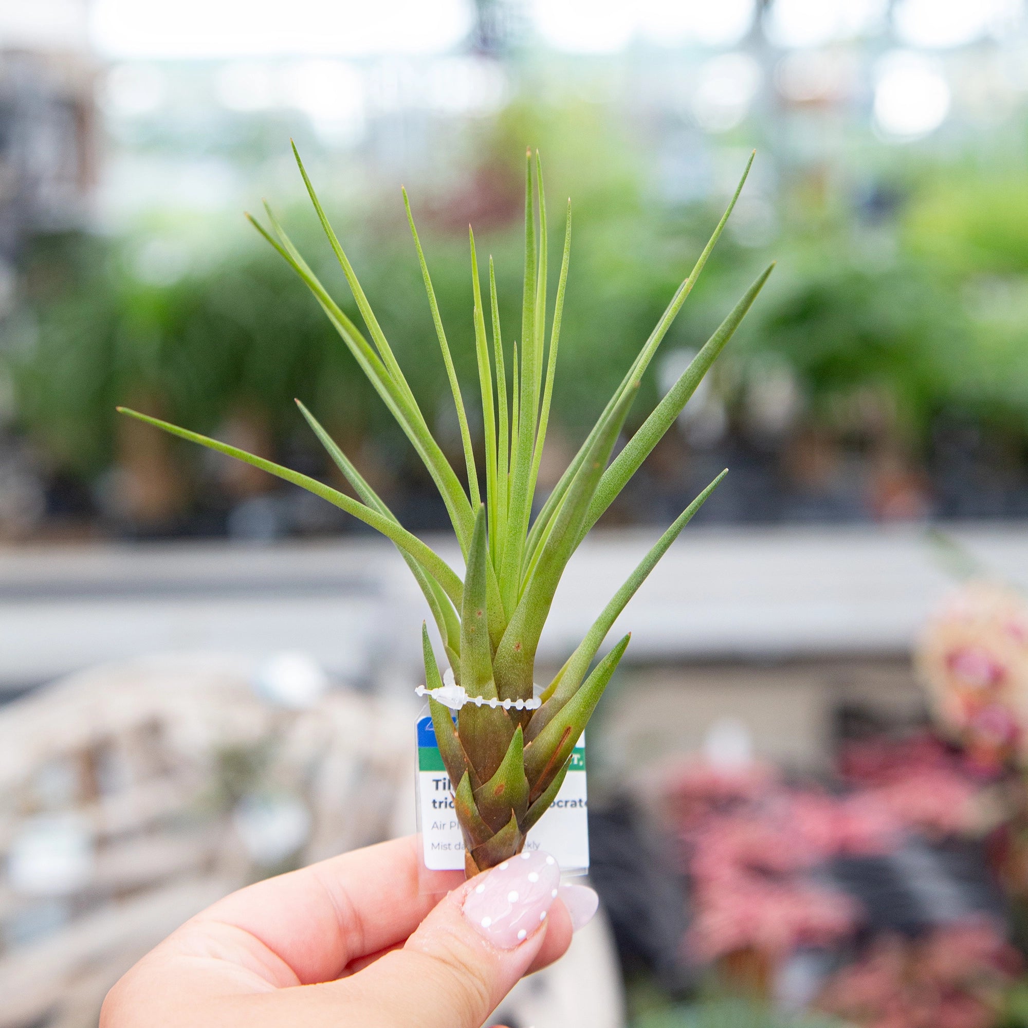 Air Plant Tricolor var. Melanocrator
