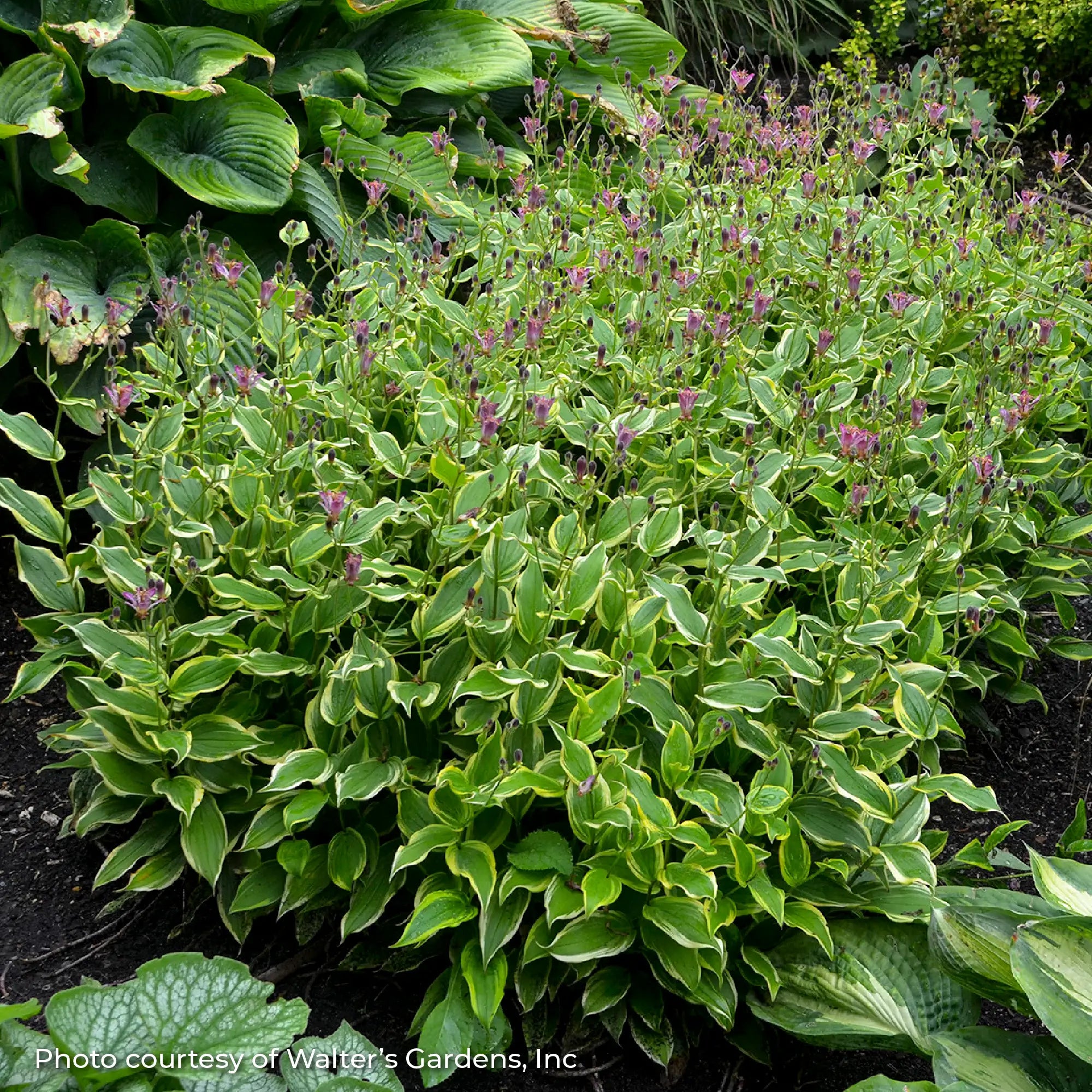 Toad Lily 'Autumn Glow'