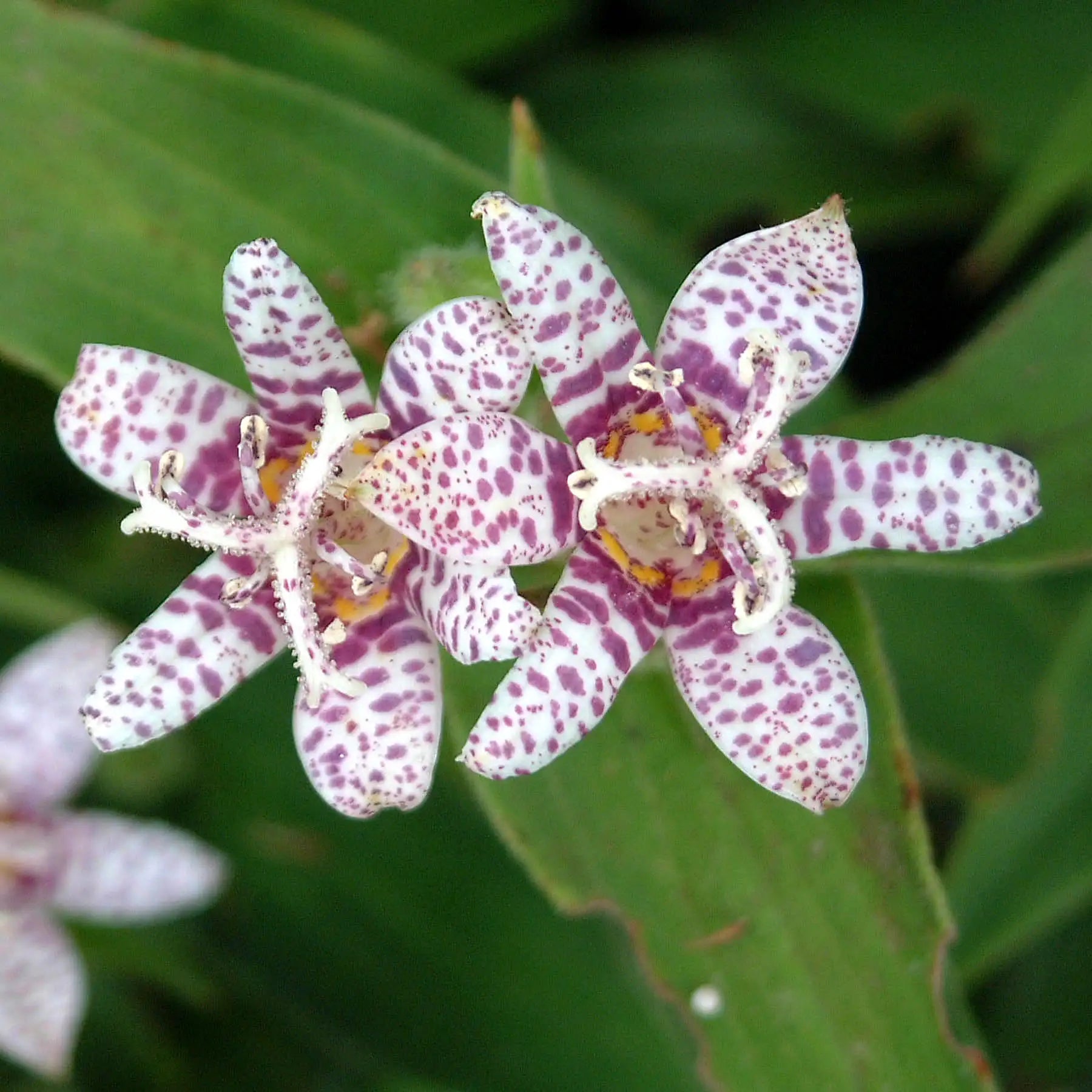 Toad Lily 'Miyazaki'