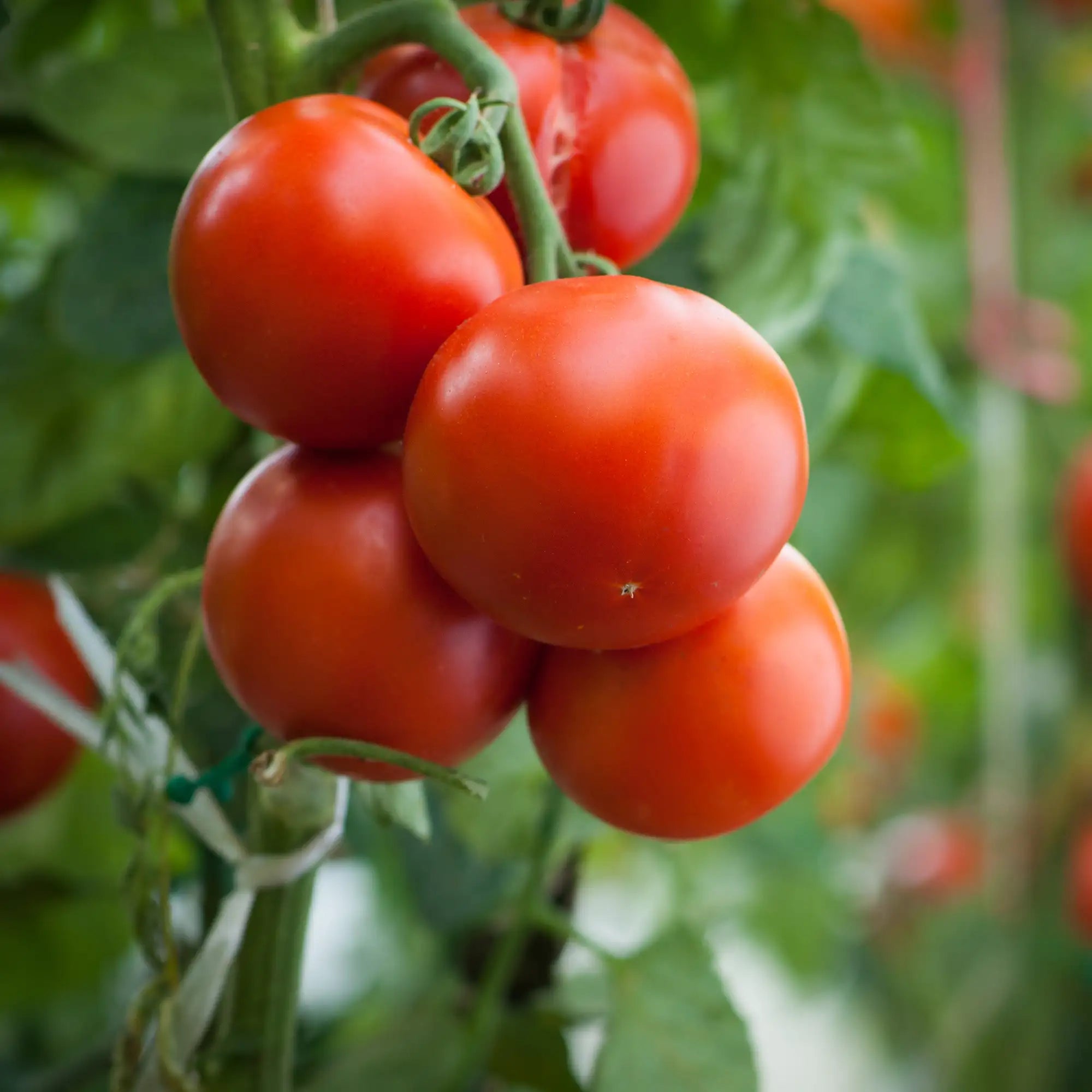 Tomato 'Arbason'