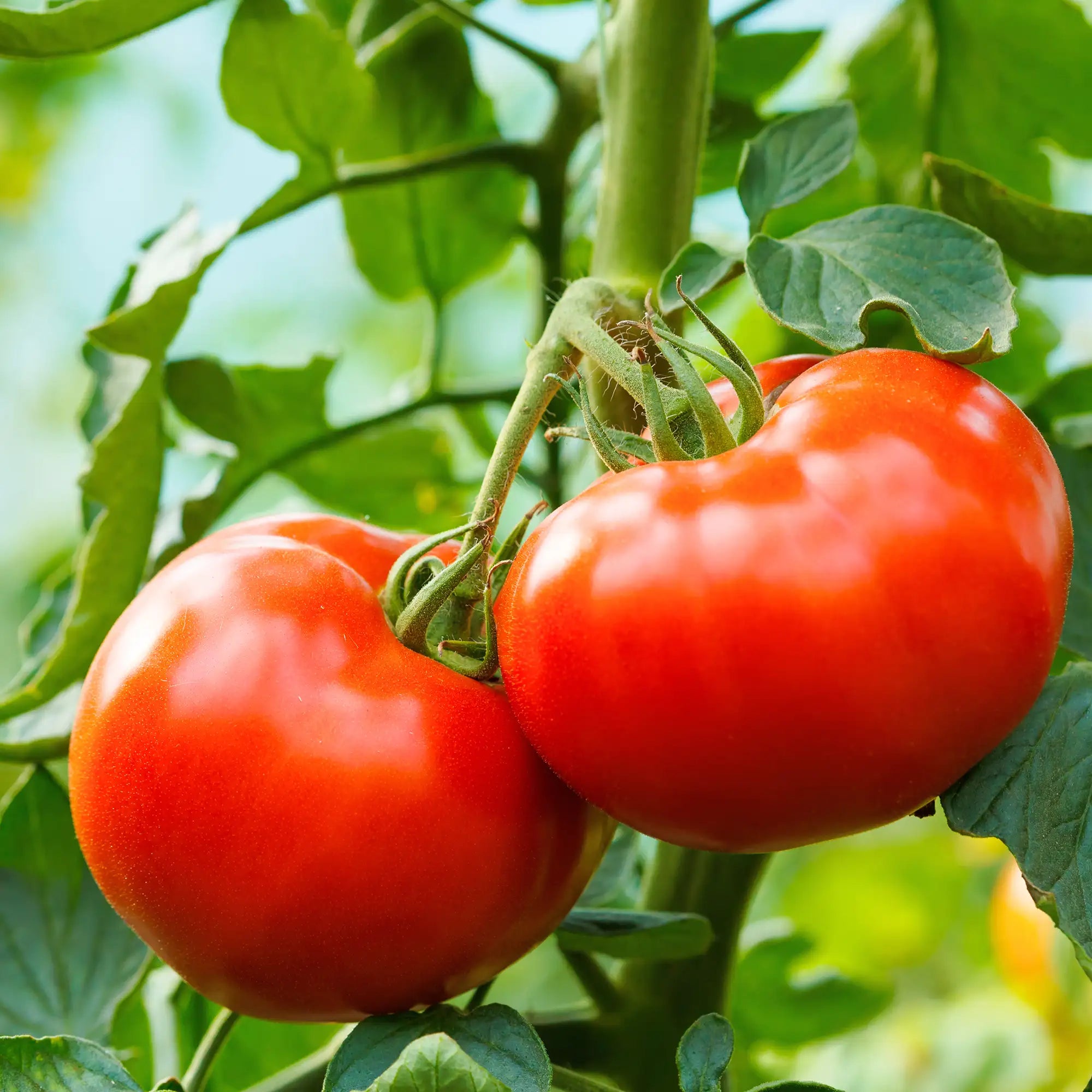 Tomato 'Ball's Beefsteak'