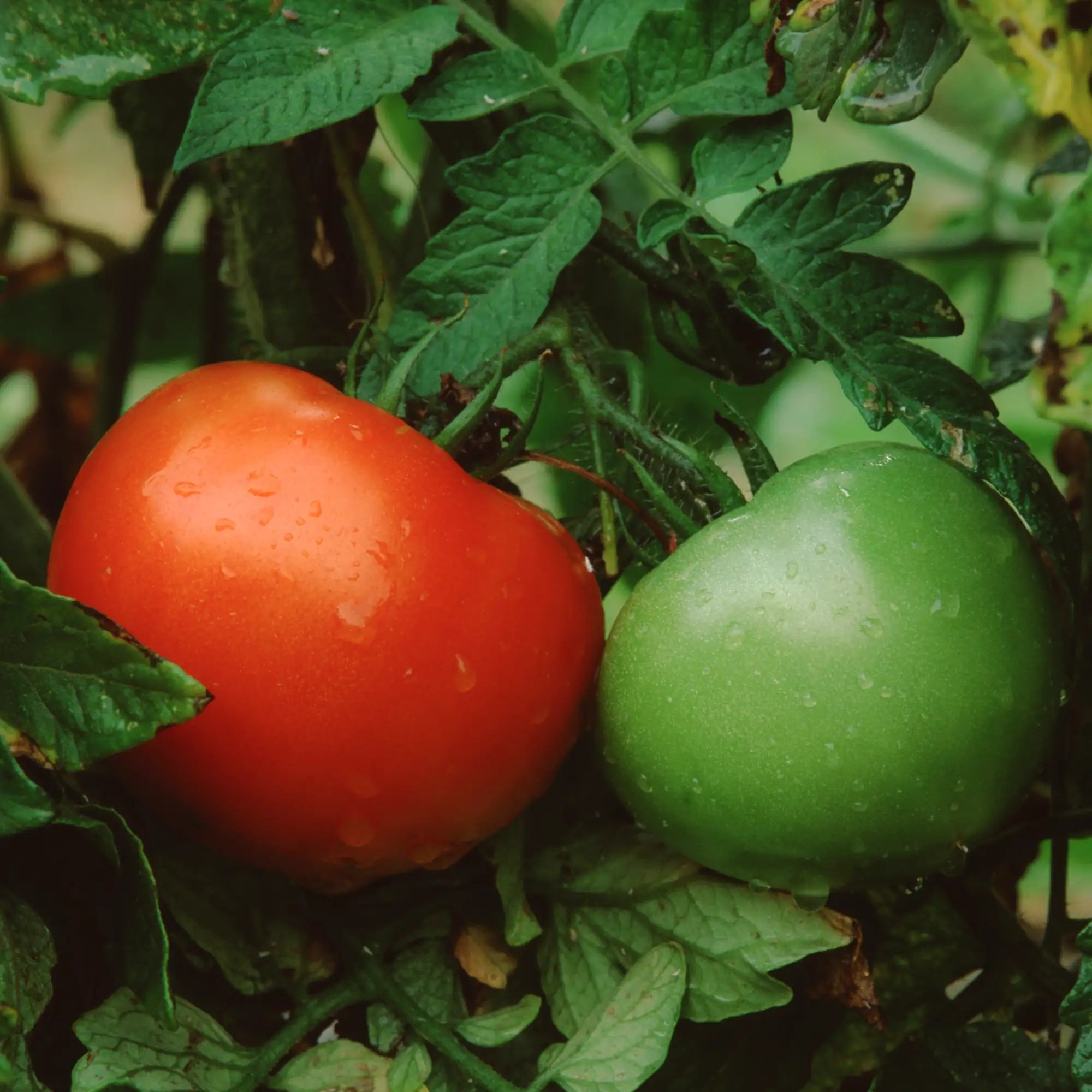 Tomato 'Better Boy'