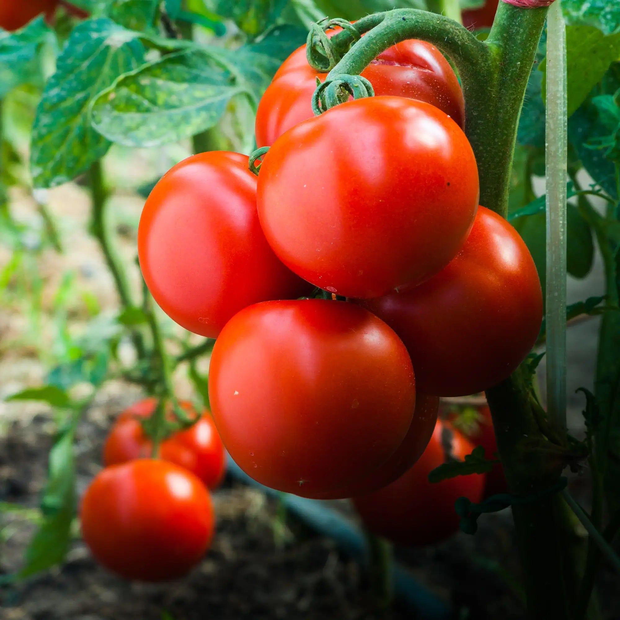 Tomato 'Better Bush'