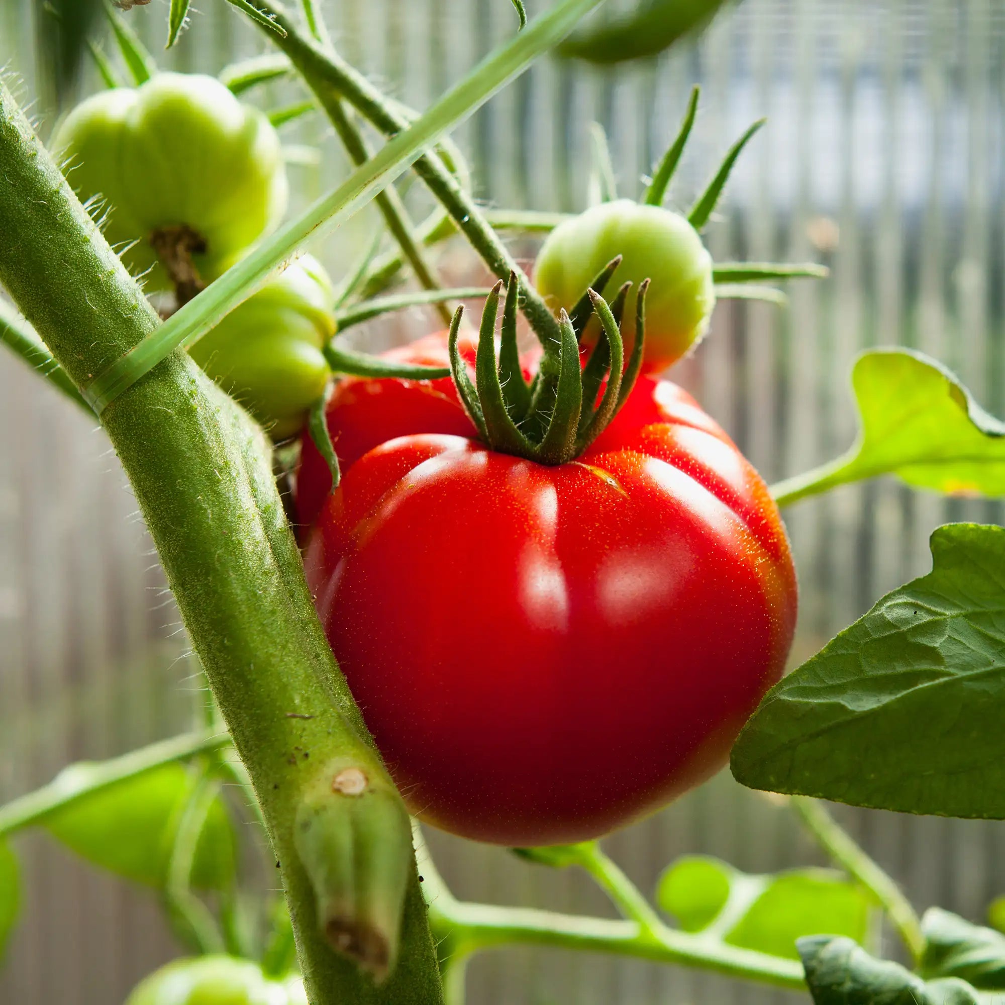 Tomato 'Big Beef'