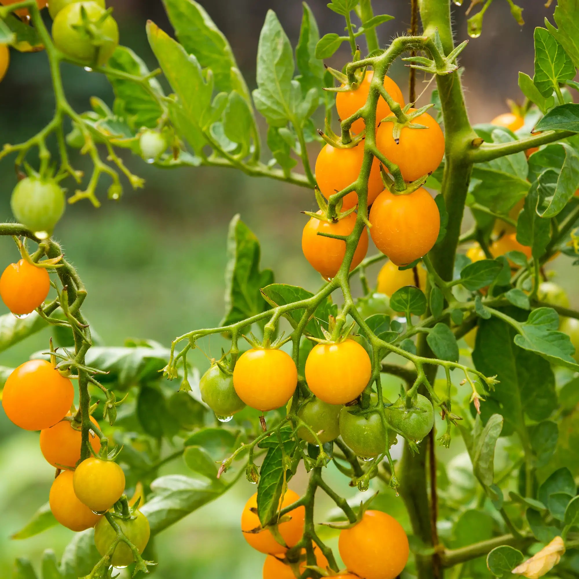 Tomato 'Clementine'