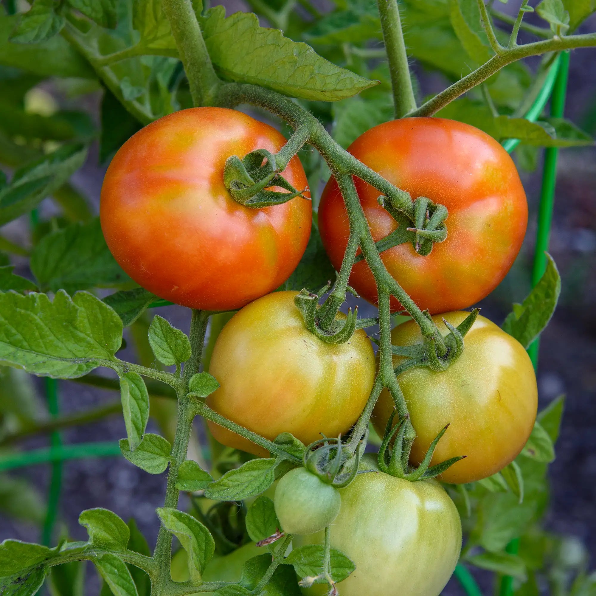 Tomato 'Early Girl'