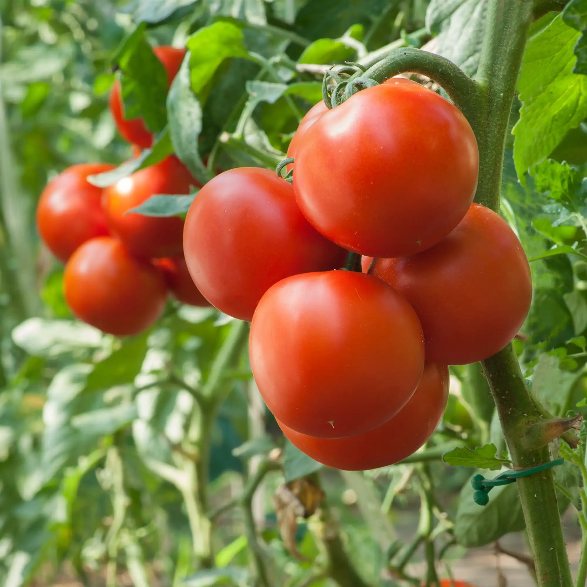 Tomato 'Glamour'
