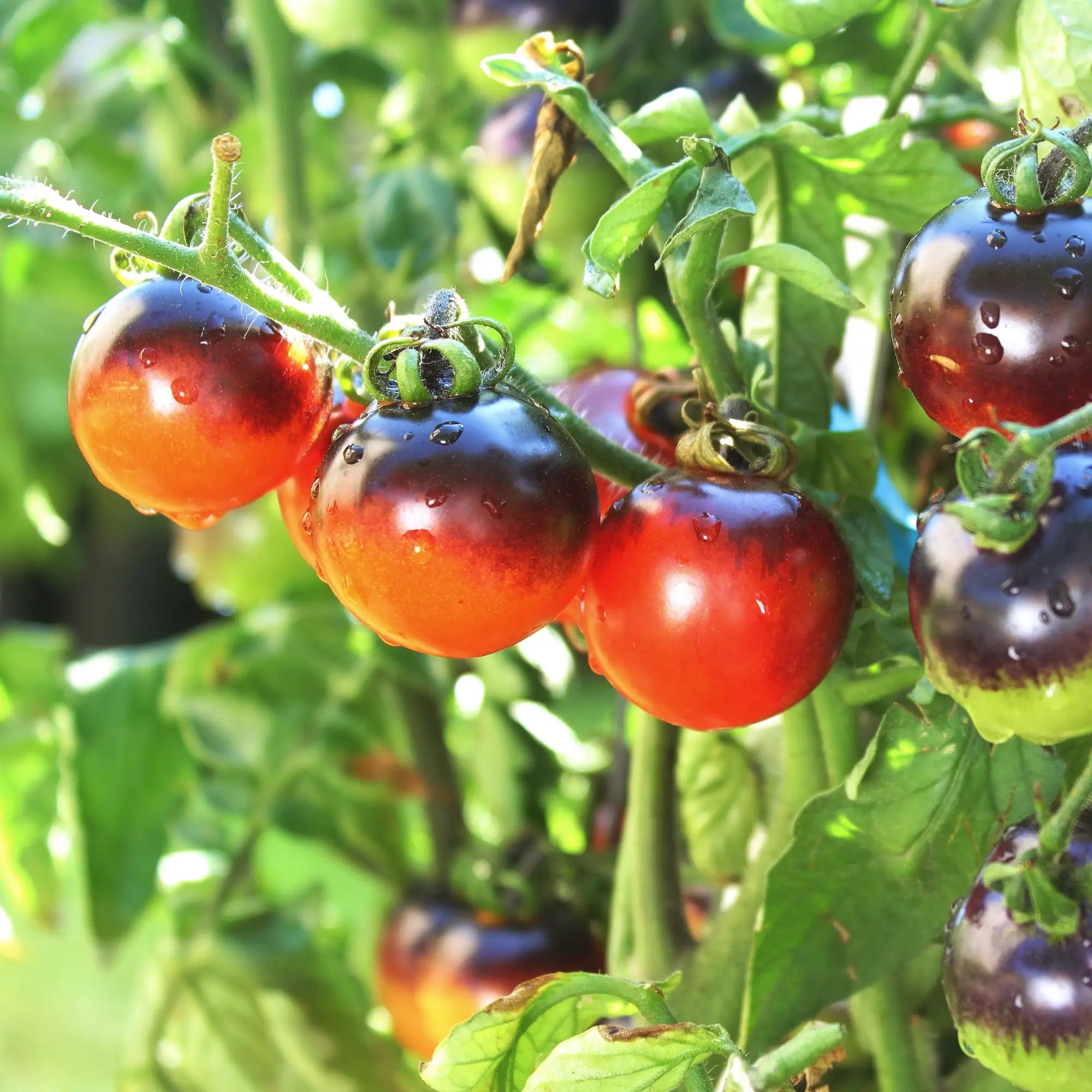 Tomato 'Indigo Apple'