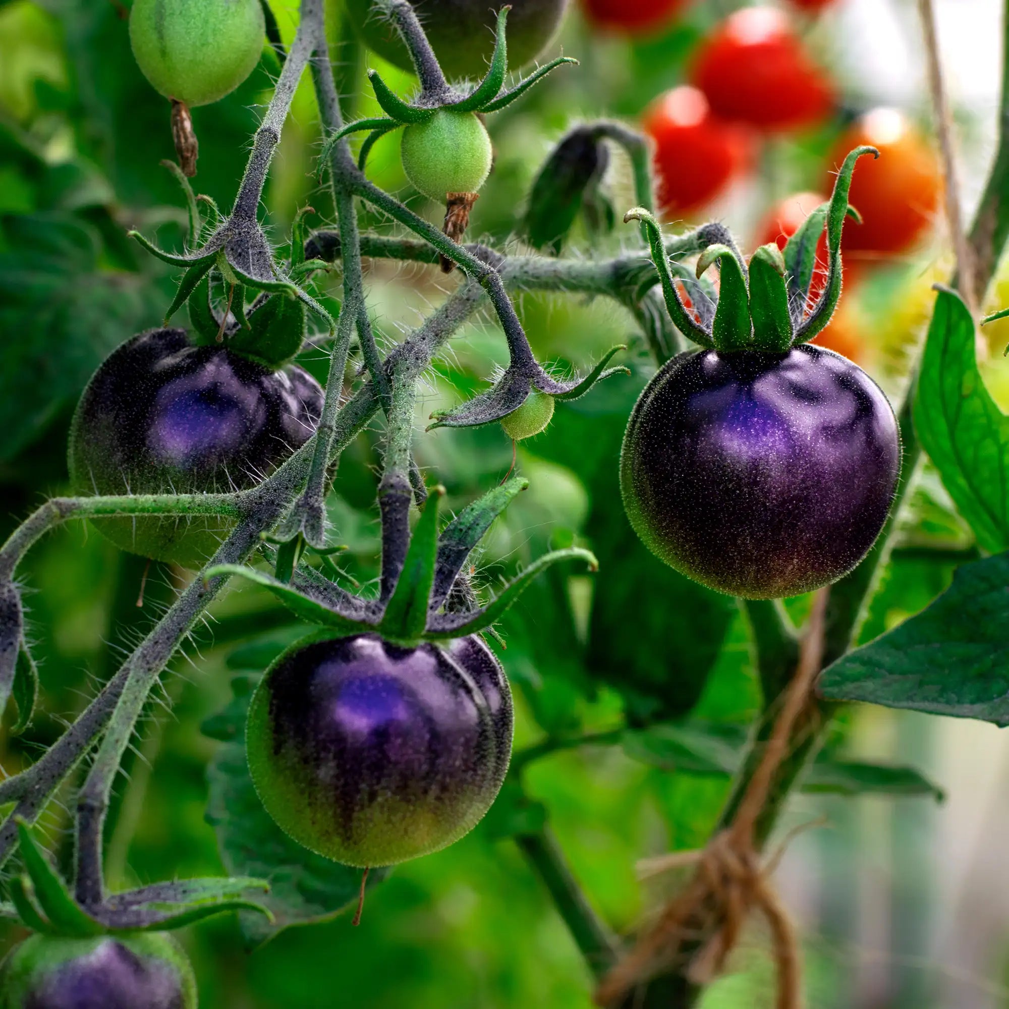 Tomato 'Indigo Cherry Drops'