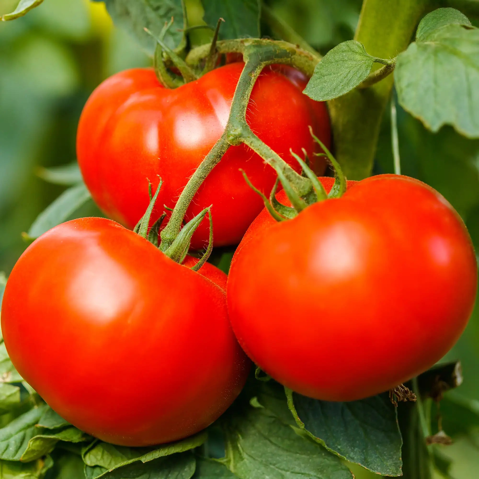 Tomato 'Park's Whopper CR Improved'