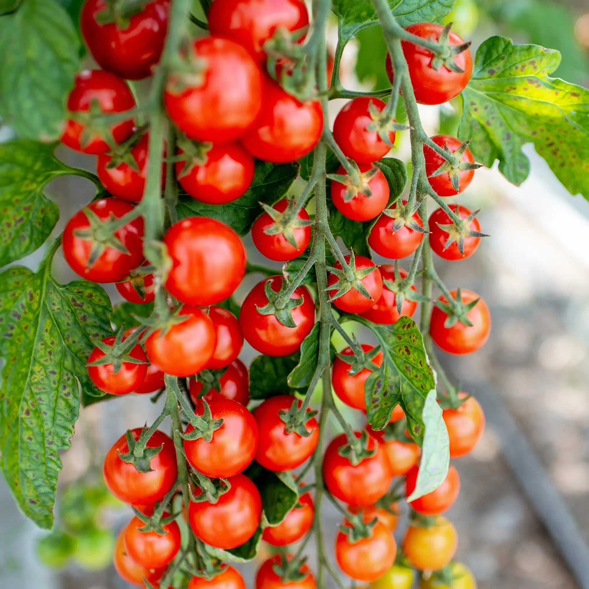 Tomato 'Sakura'