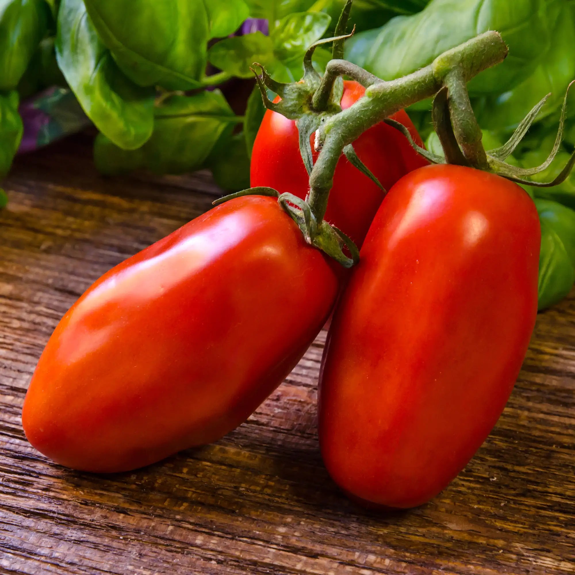 Tomato 'San Marzano'