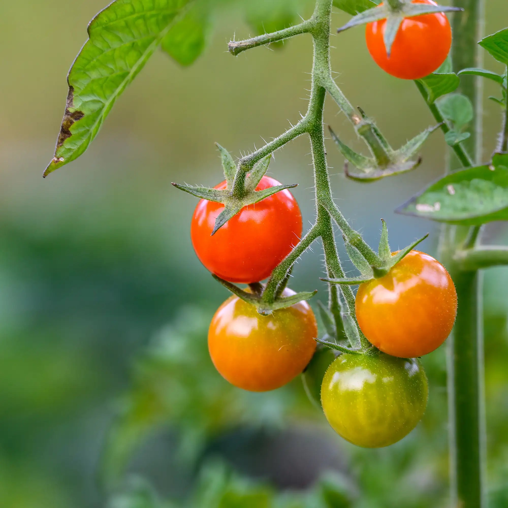 Tomato 'Sweet 100'
