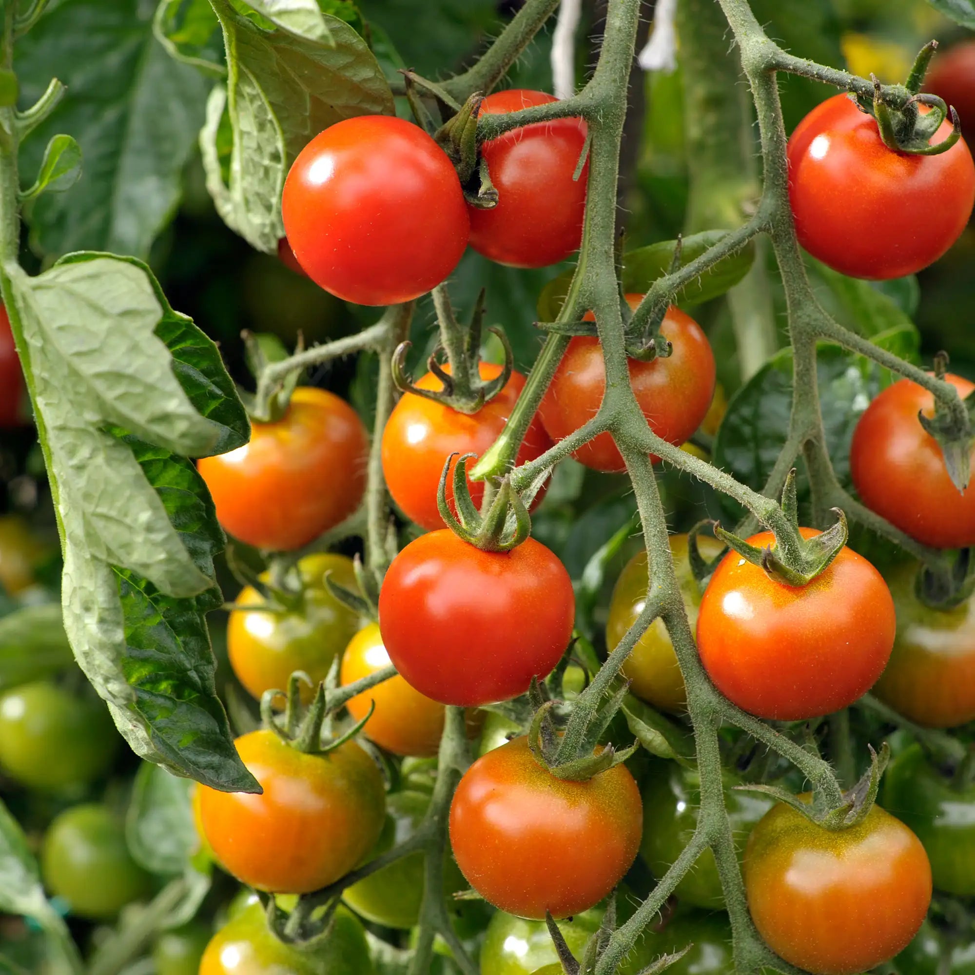 Tomato 'Sweet Million'