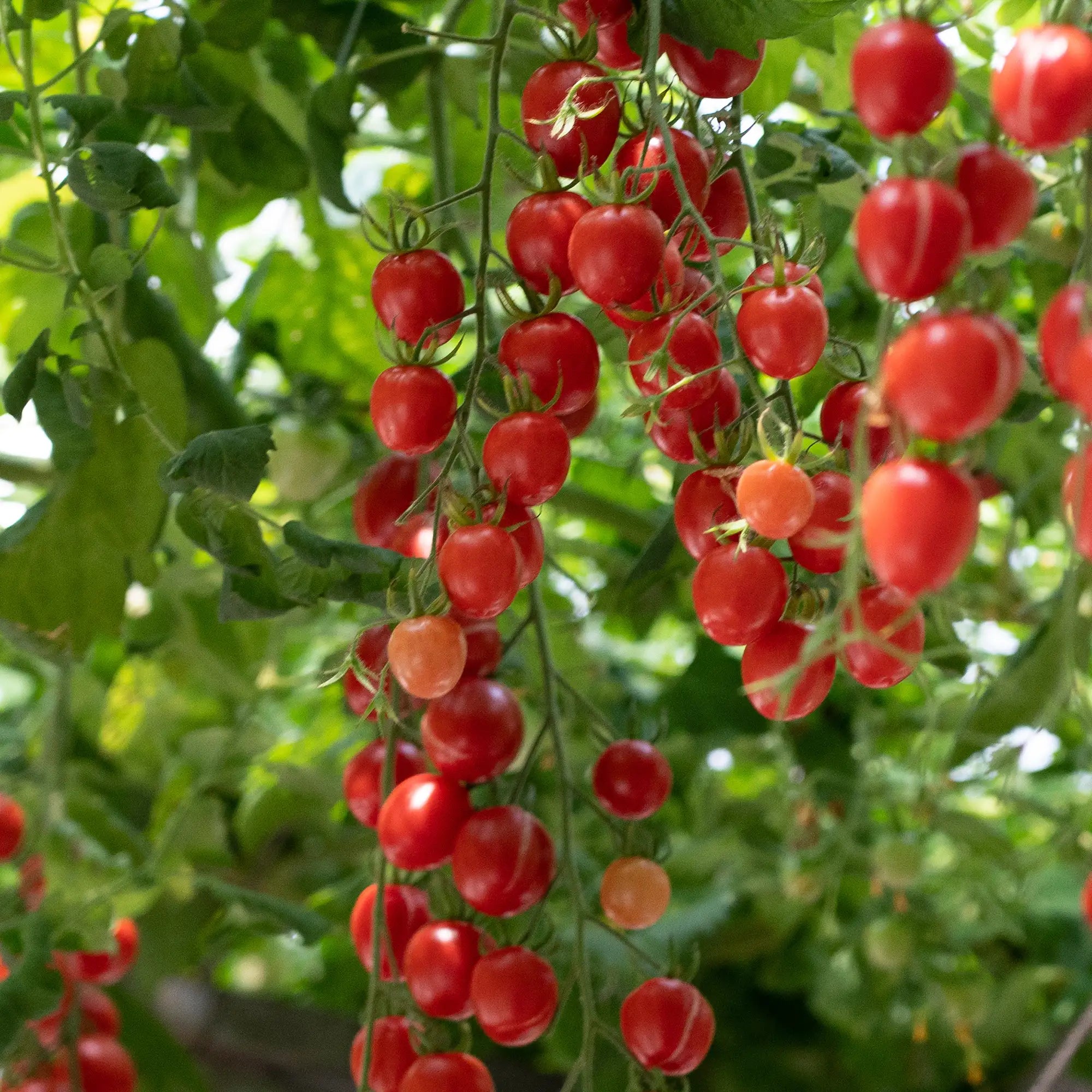 Tomato 'Tomatoberry Garden'