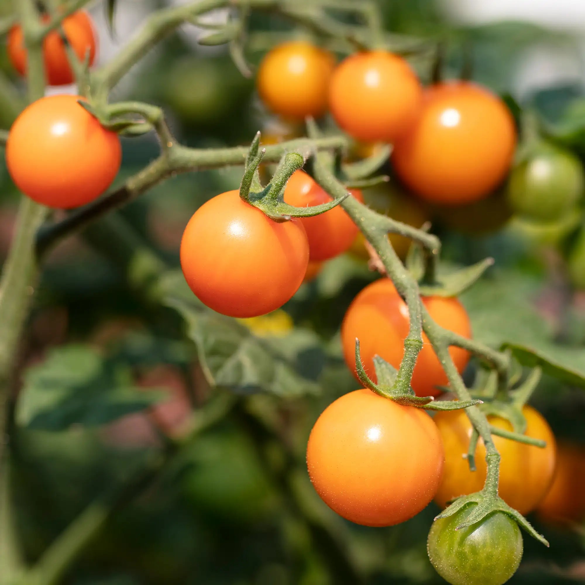 Tomato 'Toronjina'