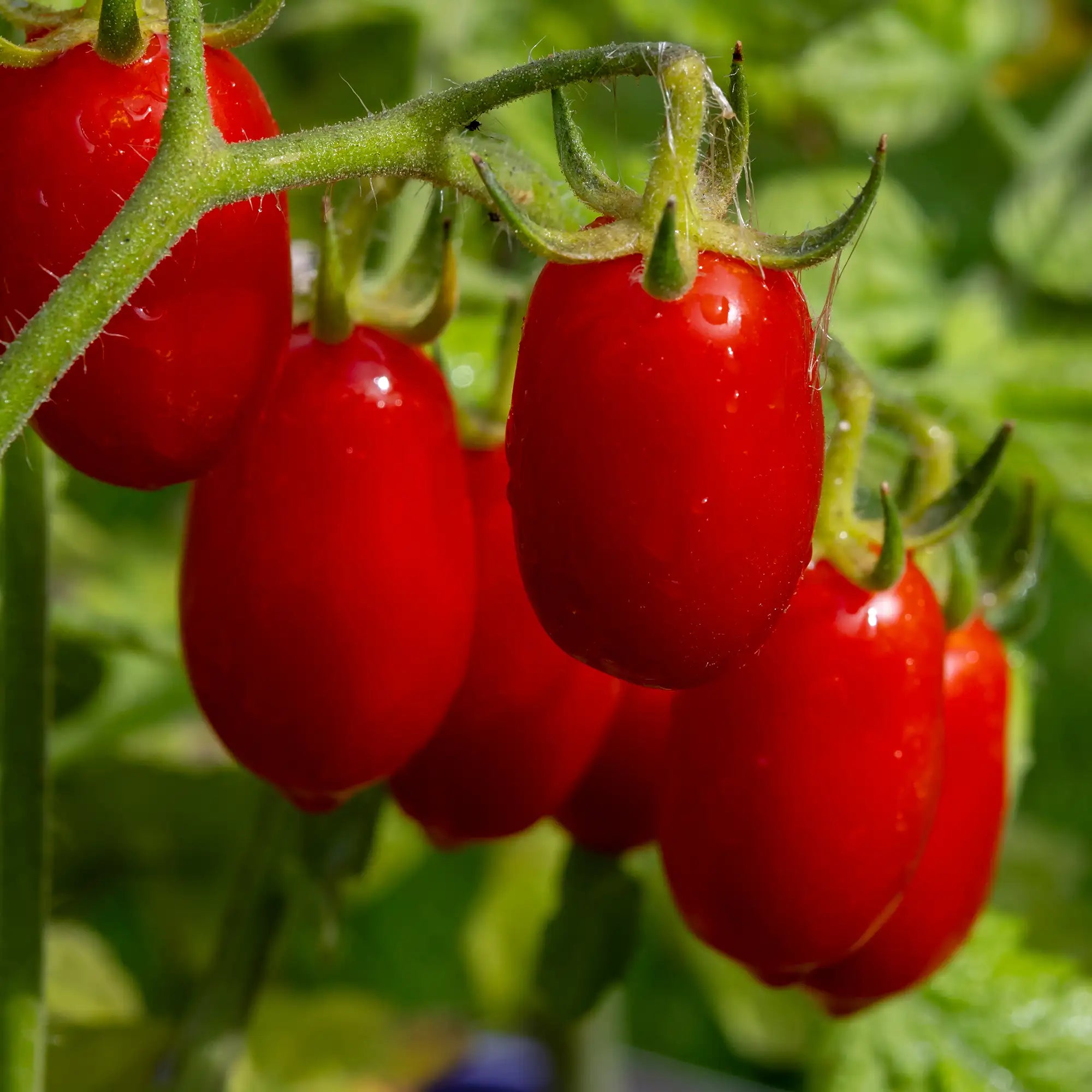 Tomato 'Valentine'