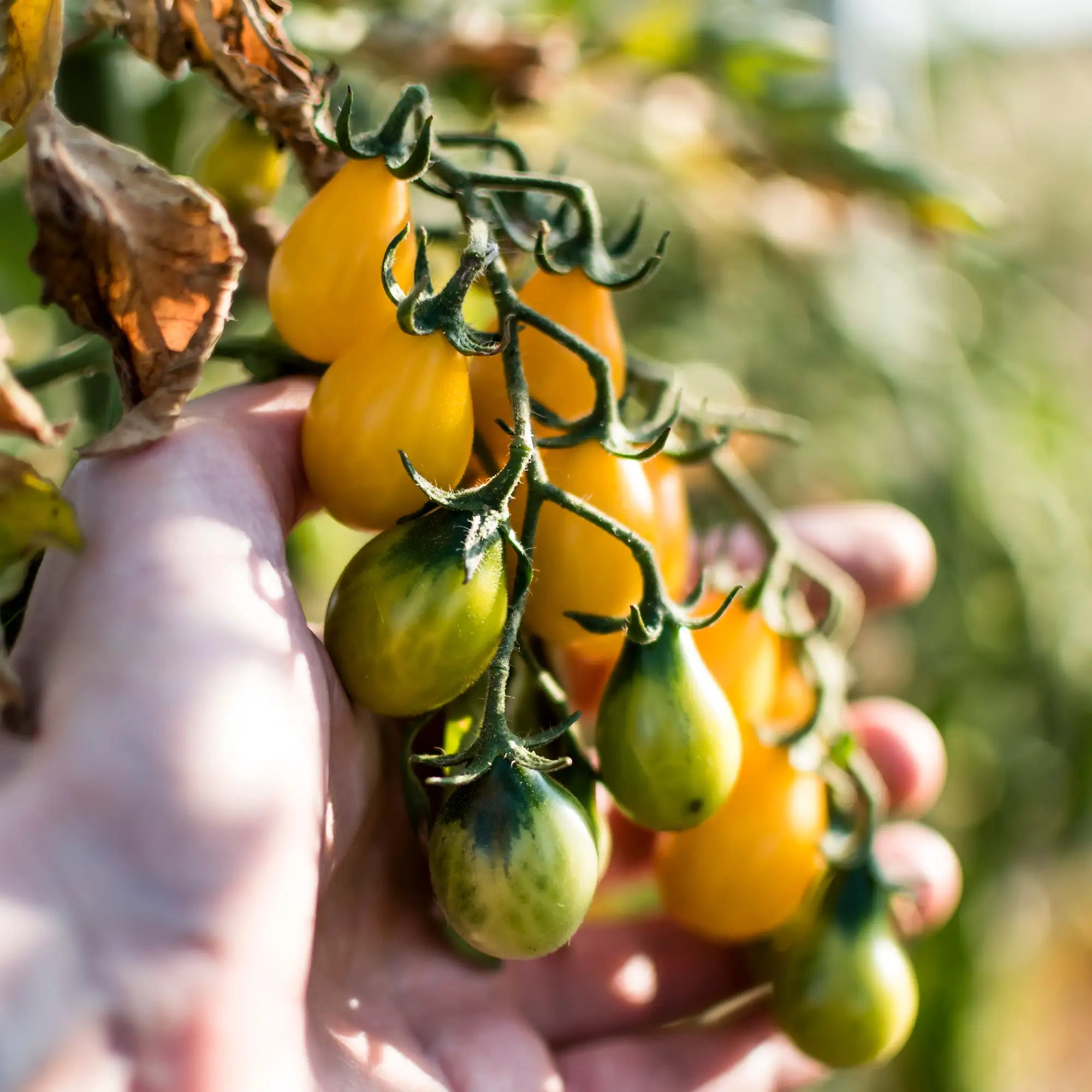 Tomato 'Yellow Pear'