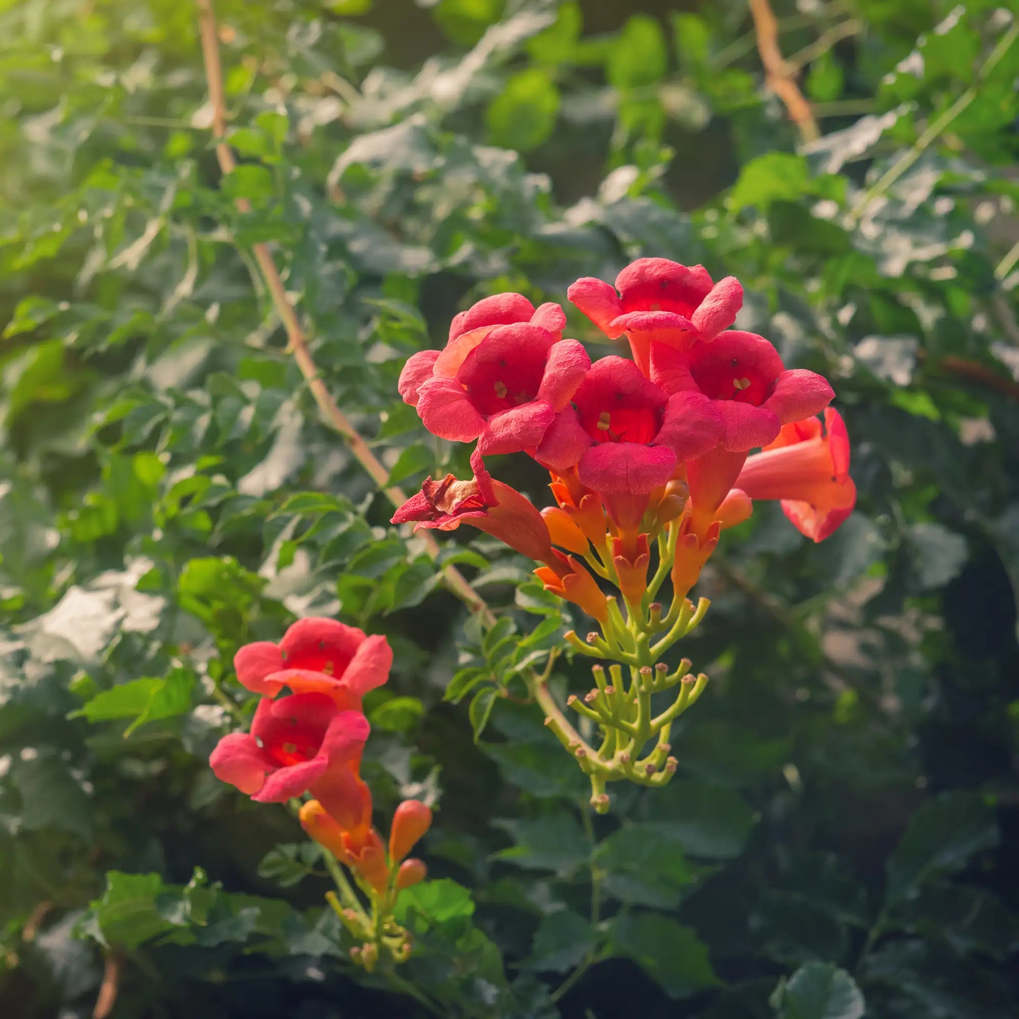 Reddish-orange flowers of Flamenco Trumpet Vine close up