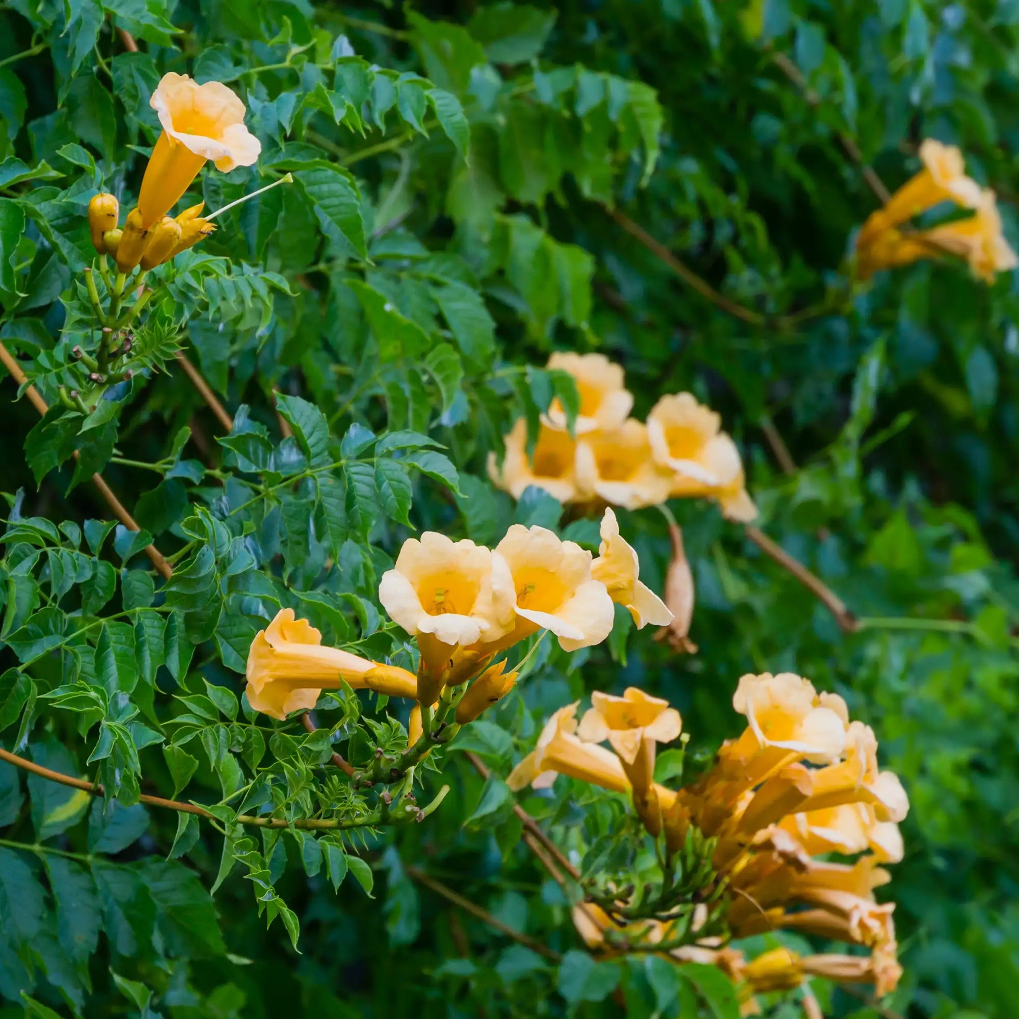 Large yellow trumpet-shaped flowers of Flava Trumpet Vine