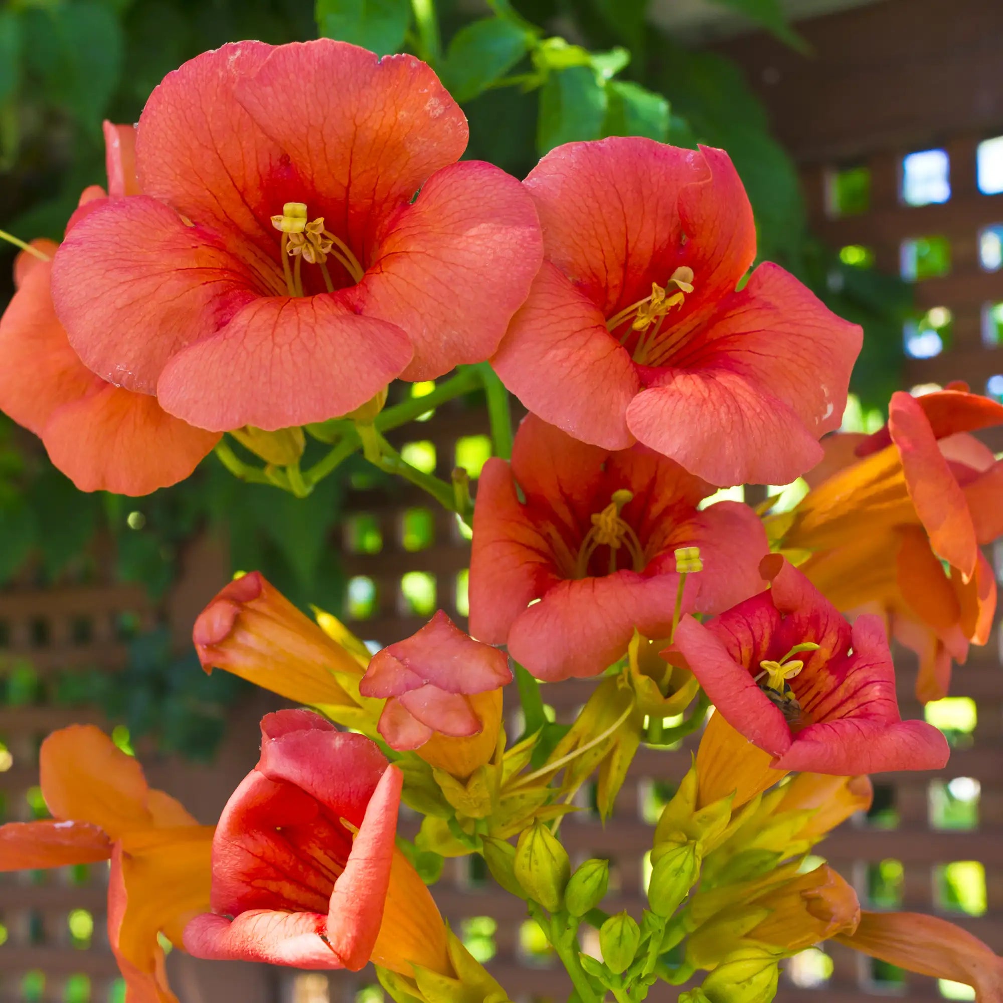 Orange flowers of Indian Summer Trumpet Vine close up
